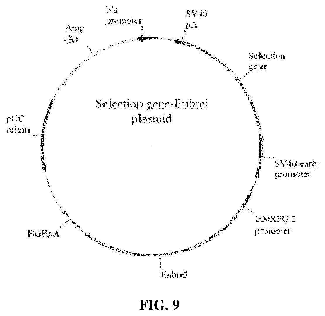 Patent US12378573 Figure 8 – Asparaginase based selection system for heterologous protein expression in mammalian cells