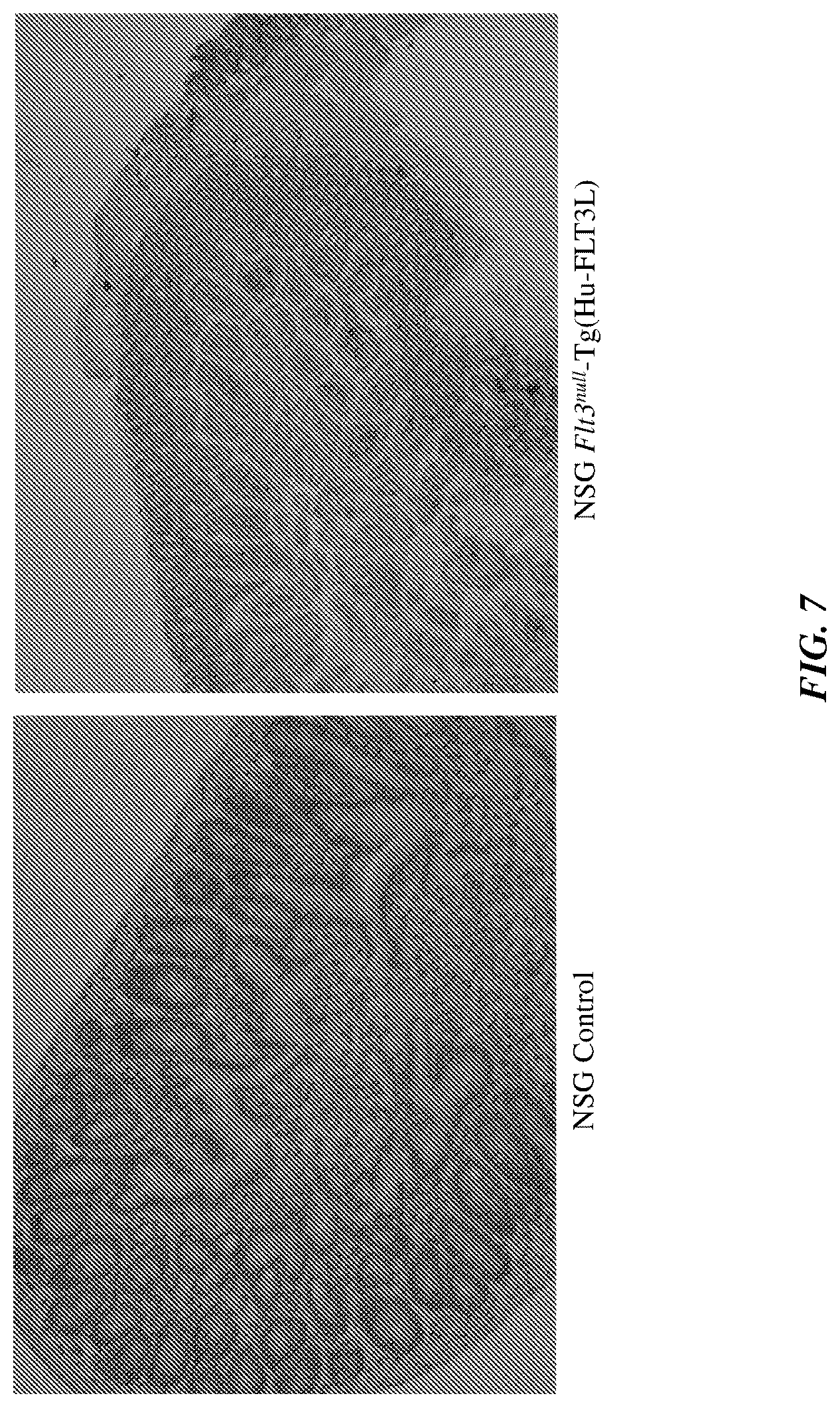 Patent US12378574 Figure 7 – Transgenic mouse models supporting innate immune function
