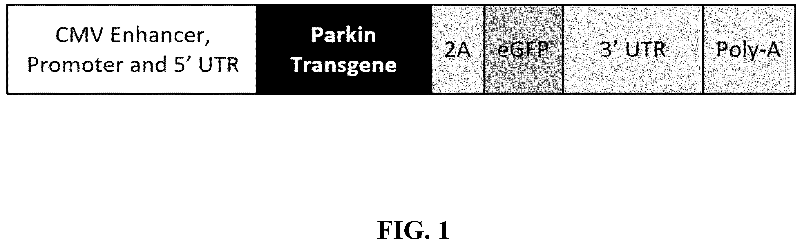 Patent US12378576 Figure 1 – Gene therapy for CNS degeneration
