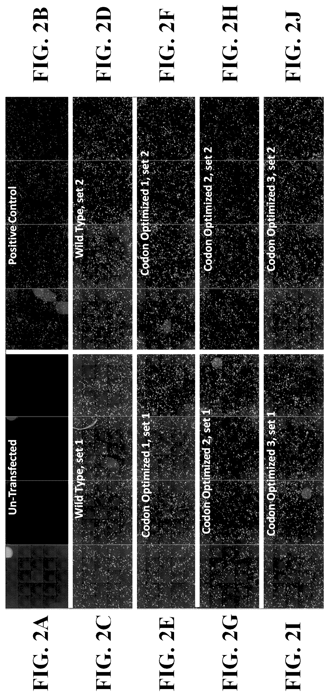 Patent US12378576 Figure 2 – Gene therapy for CNS degeneration