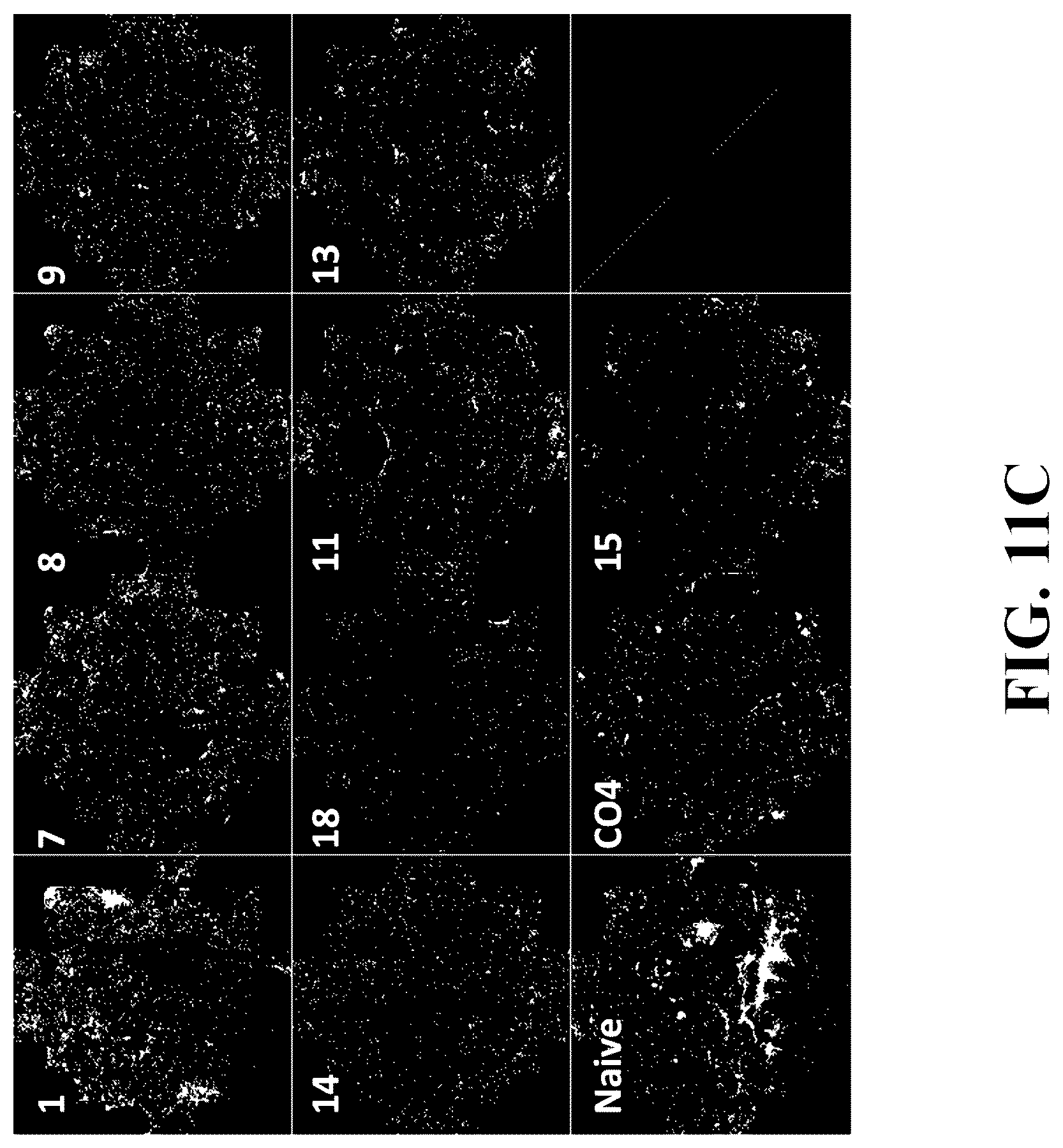 Patent US12378576 Figure 17 – Gene therapy for CNS degeneration