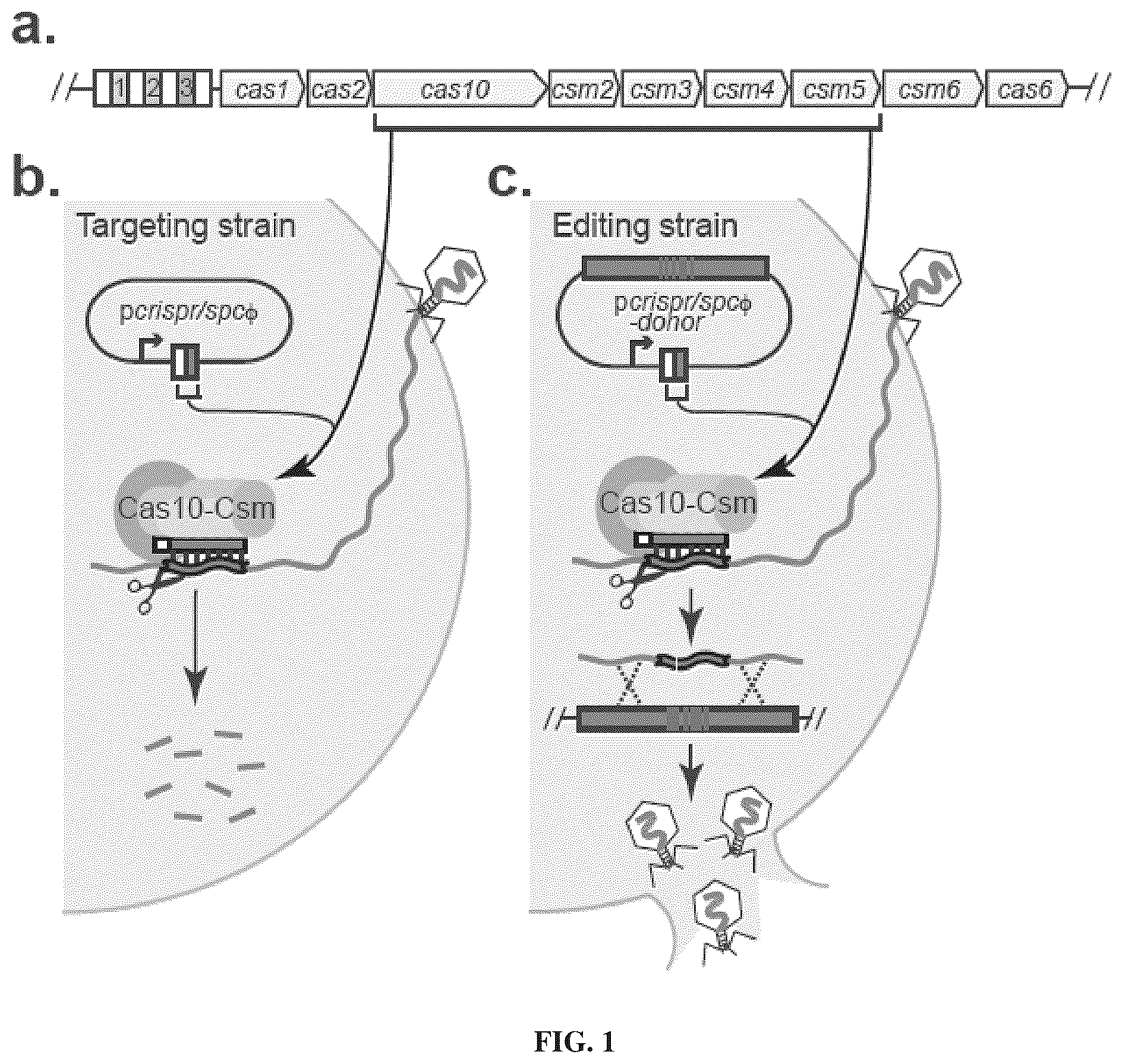 Patent US12378577 Figure 1 – Crispr-CAS10 systems and methods for phage genome editing