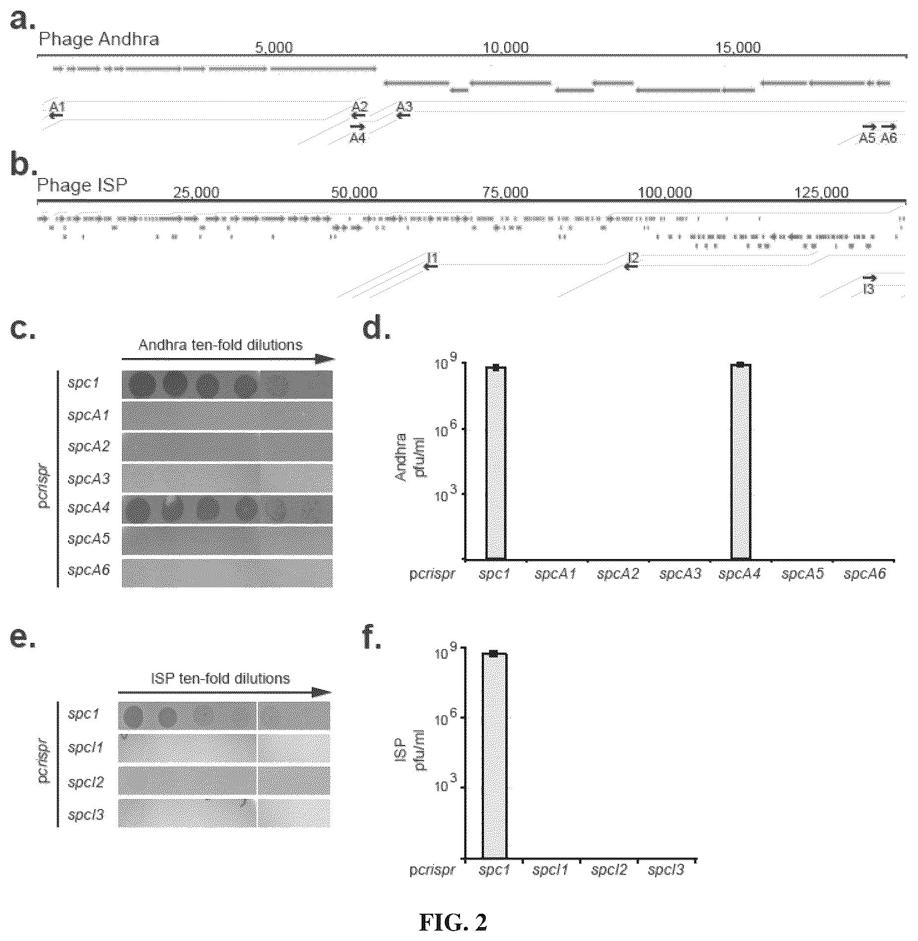 Patent US12378577 Figure 2 – Crispr-CAS10 systems and methods for phage genome editing