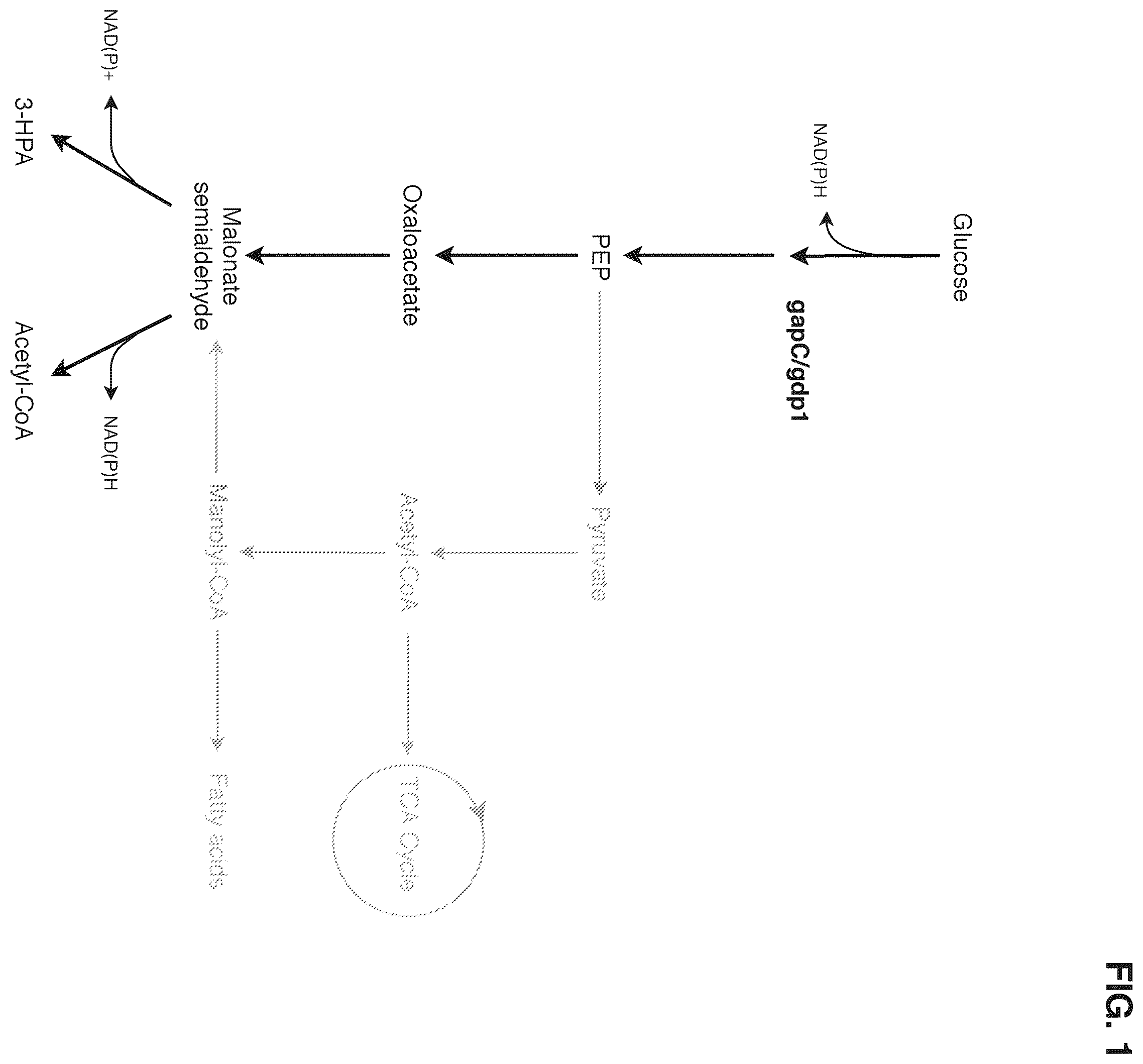 Patent US12378580 Figure 1 – Co-production pathway for 3-HPA and acetyl-CoA derivatives from malonate semialdehyde