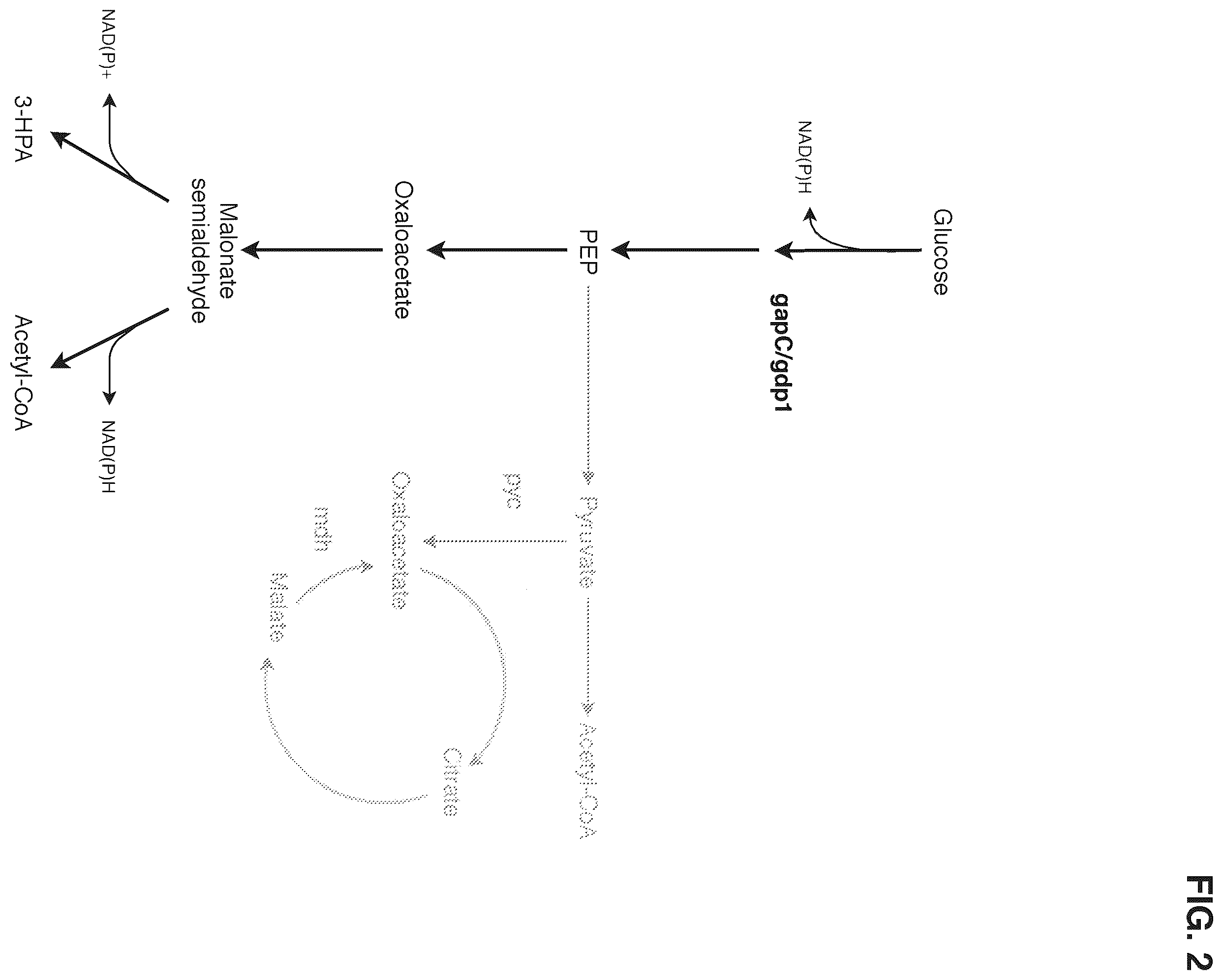 Patent US12378580 Figure 2 – Co-production pathway for 3-HPA and acetyl-CoA derivatives from malonate semialdehyde