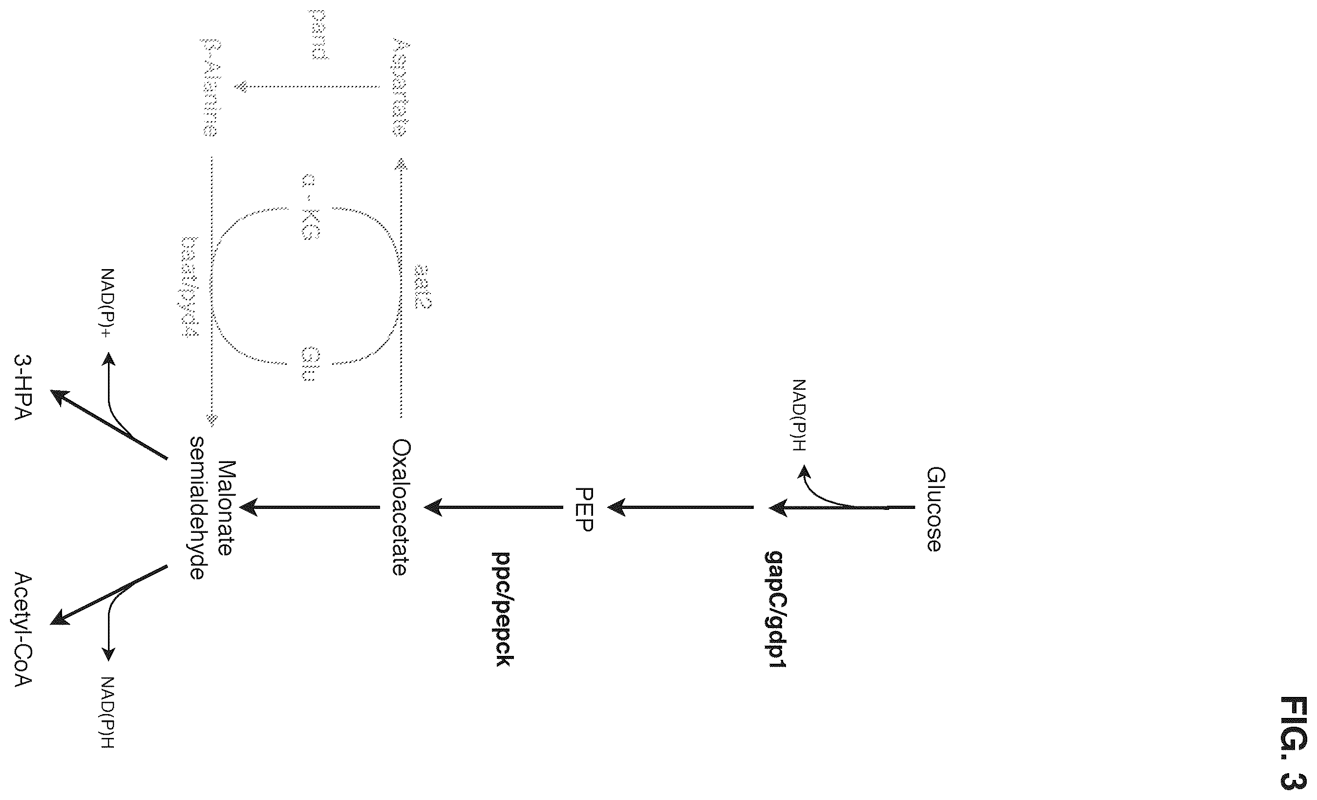 Patent US12378580 Figure 3 – Co-production pathway for 3-HPA and acetyl-CoA derivatives from malonate semialdehyde