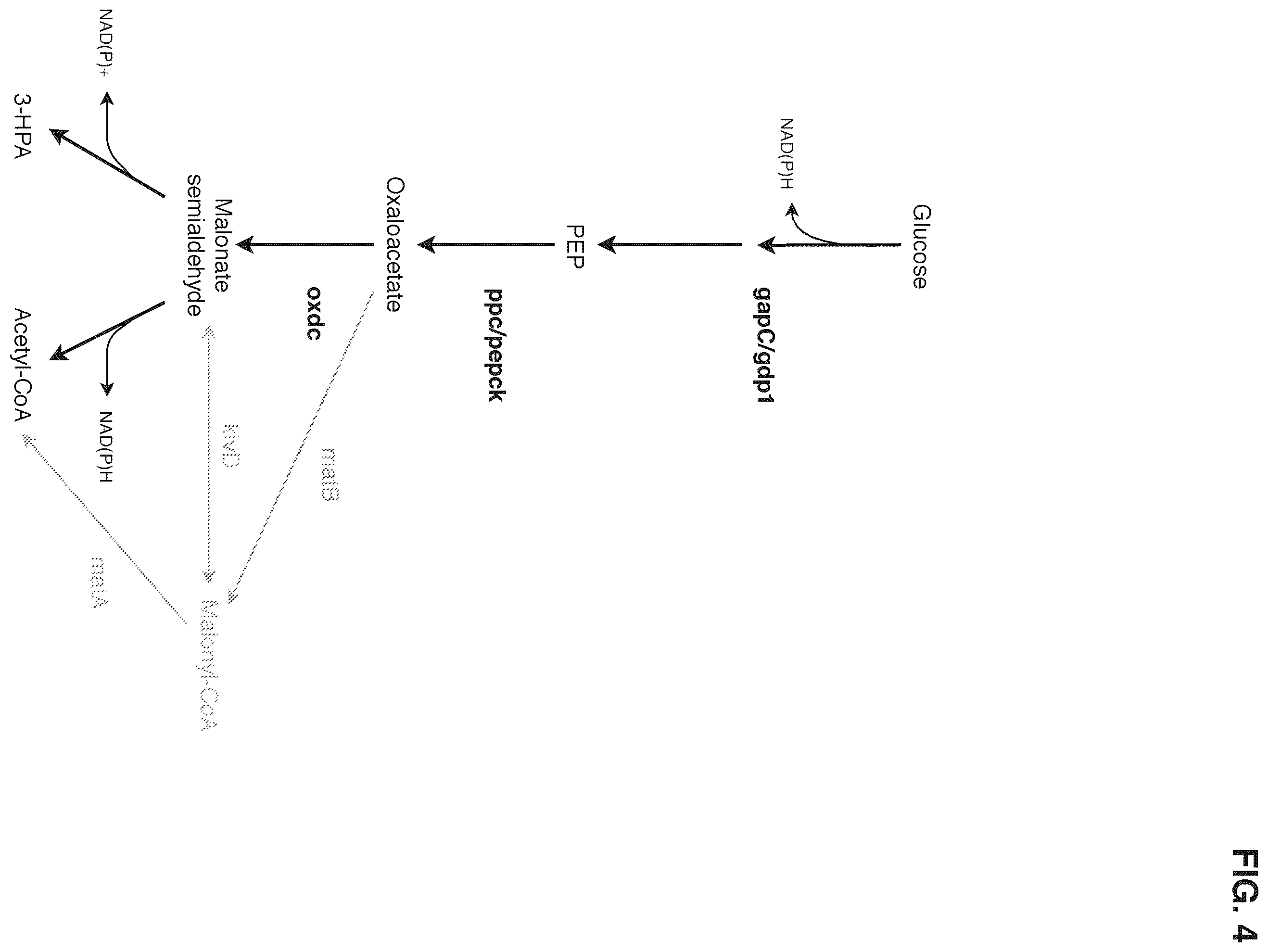 Patent US12378580 Figure 4 – Co-production pathway for 3-HPA and acetyl-CoA derivatives from malonate semialdehyde