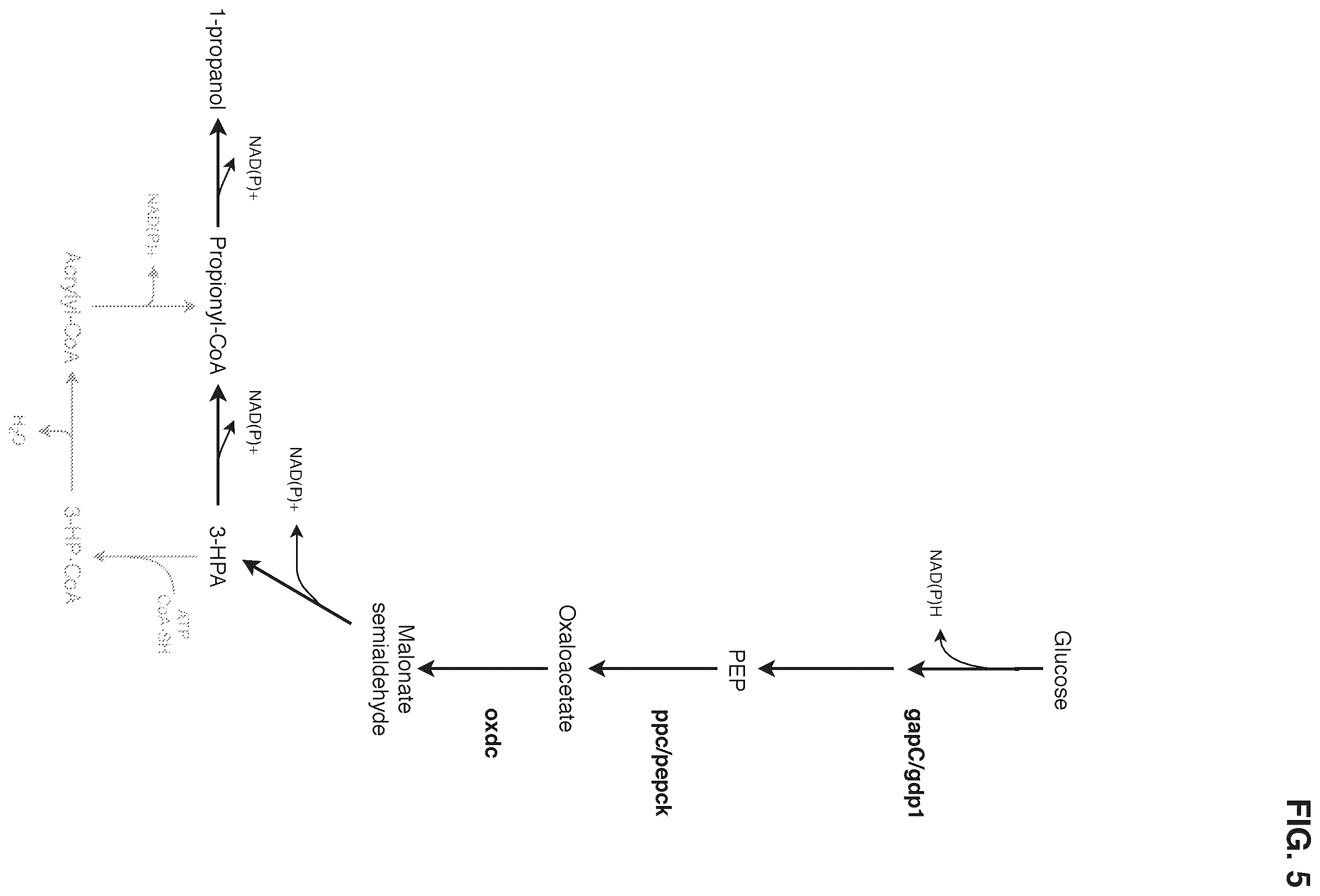 Patent US12378580 Figure 5 – Co-production pathway for 3-HPA and acetyl-CoA derivatives from malonate semialdehyde