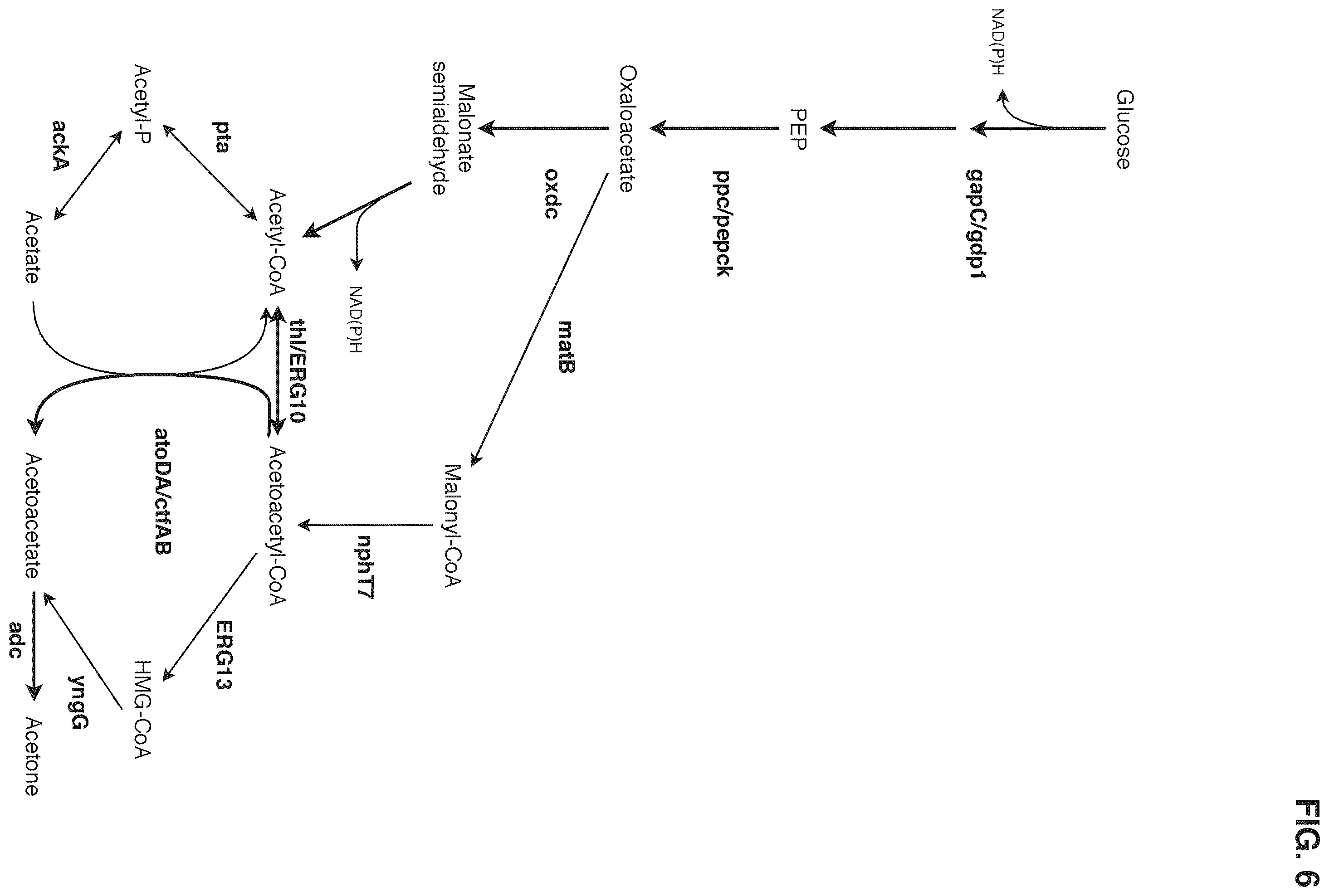 Patent US12378580 Figure 6 – Co-production pathway for 3-HPA and acetyl-CoA derivatives from malonate semialdehyde