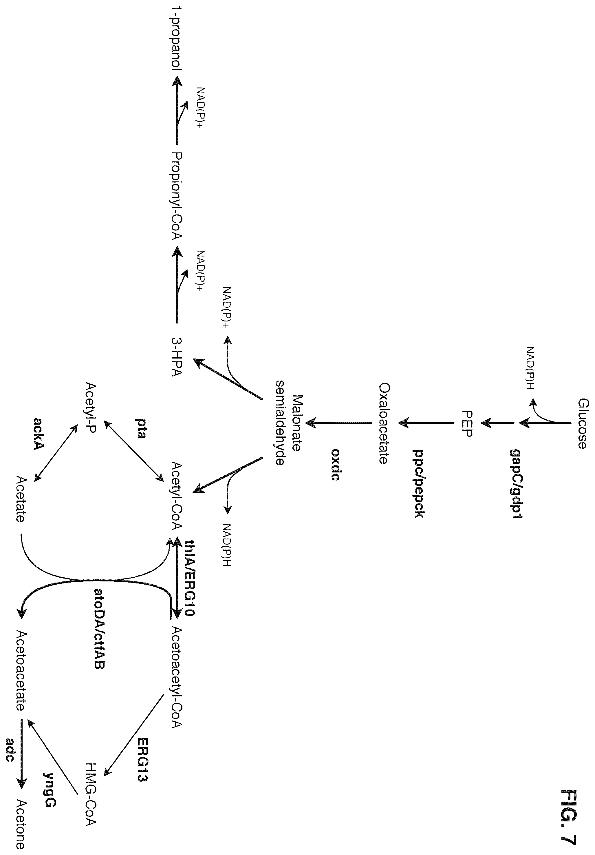 Patent US12378580 Figure 7 – Co-production pathway for 3-HPA and acetyl-CoA derivatives from malonate semialdehyde