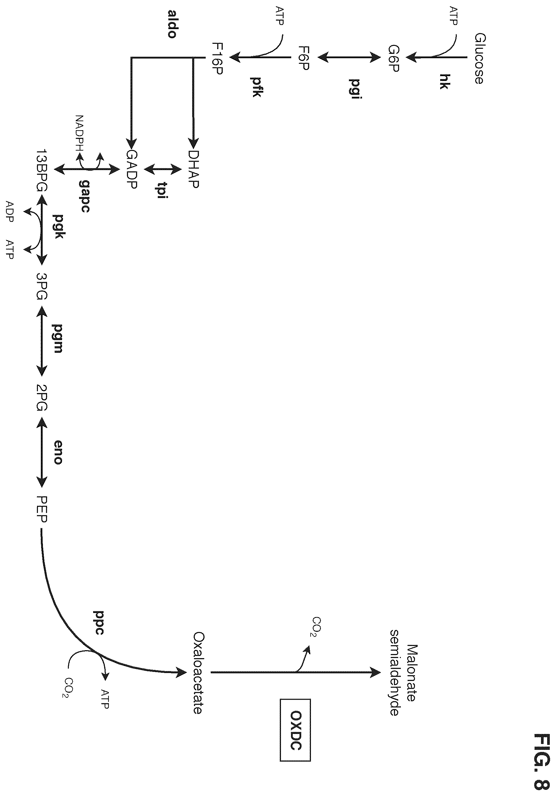 Patent US12378580 Figure 8 – Co-production pathway for 3-HPA and acetyl-CoA derivatives from malonate semialdehyde