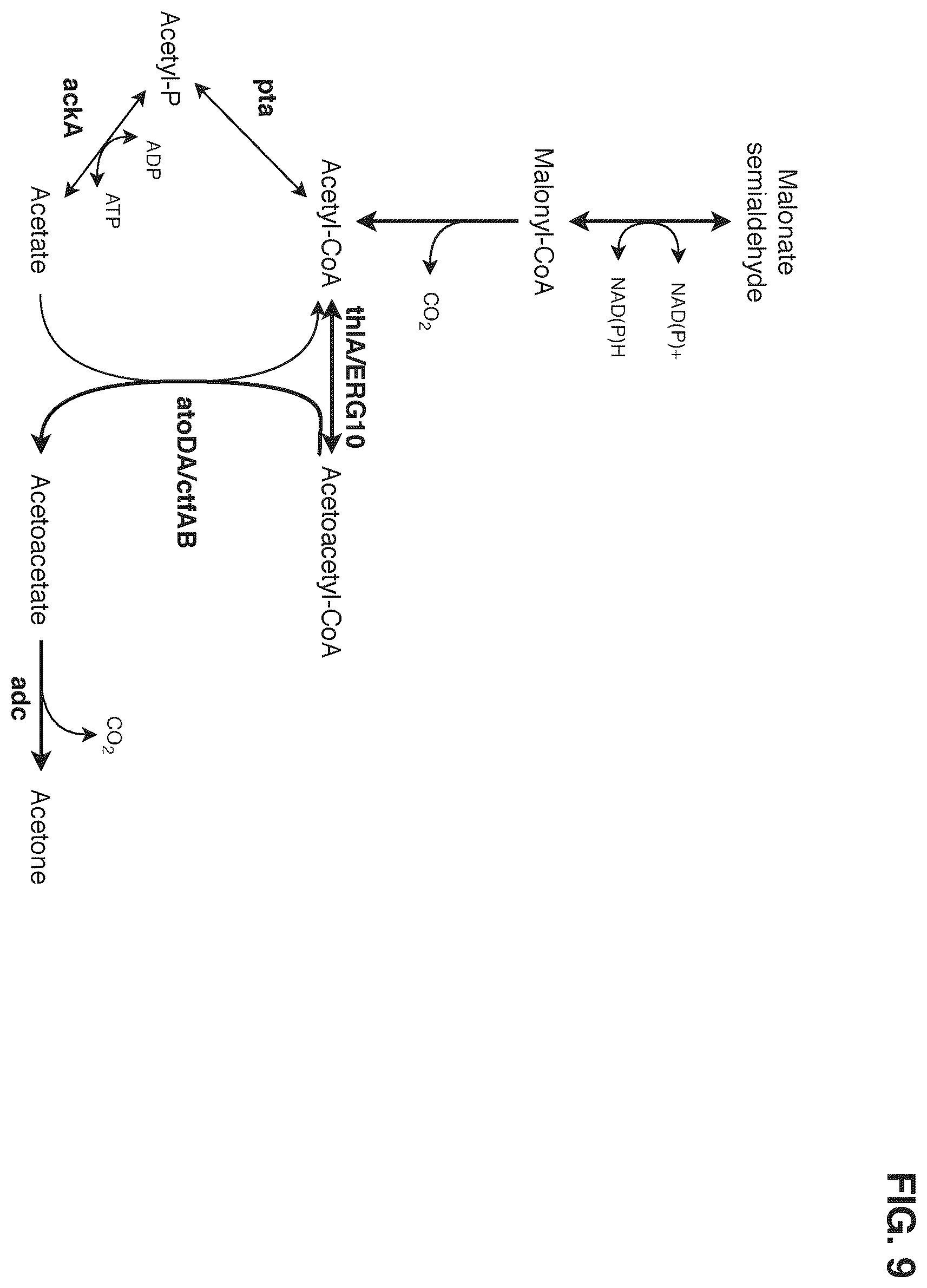 Patent US12378580 Figure 9 – Co-production pathway for 3-HPA and acetyl-CoA derivatives from malonate semialdehyde