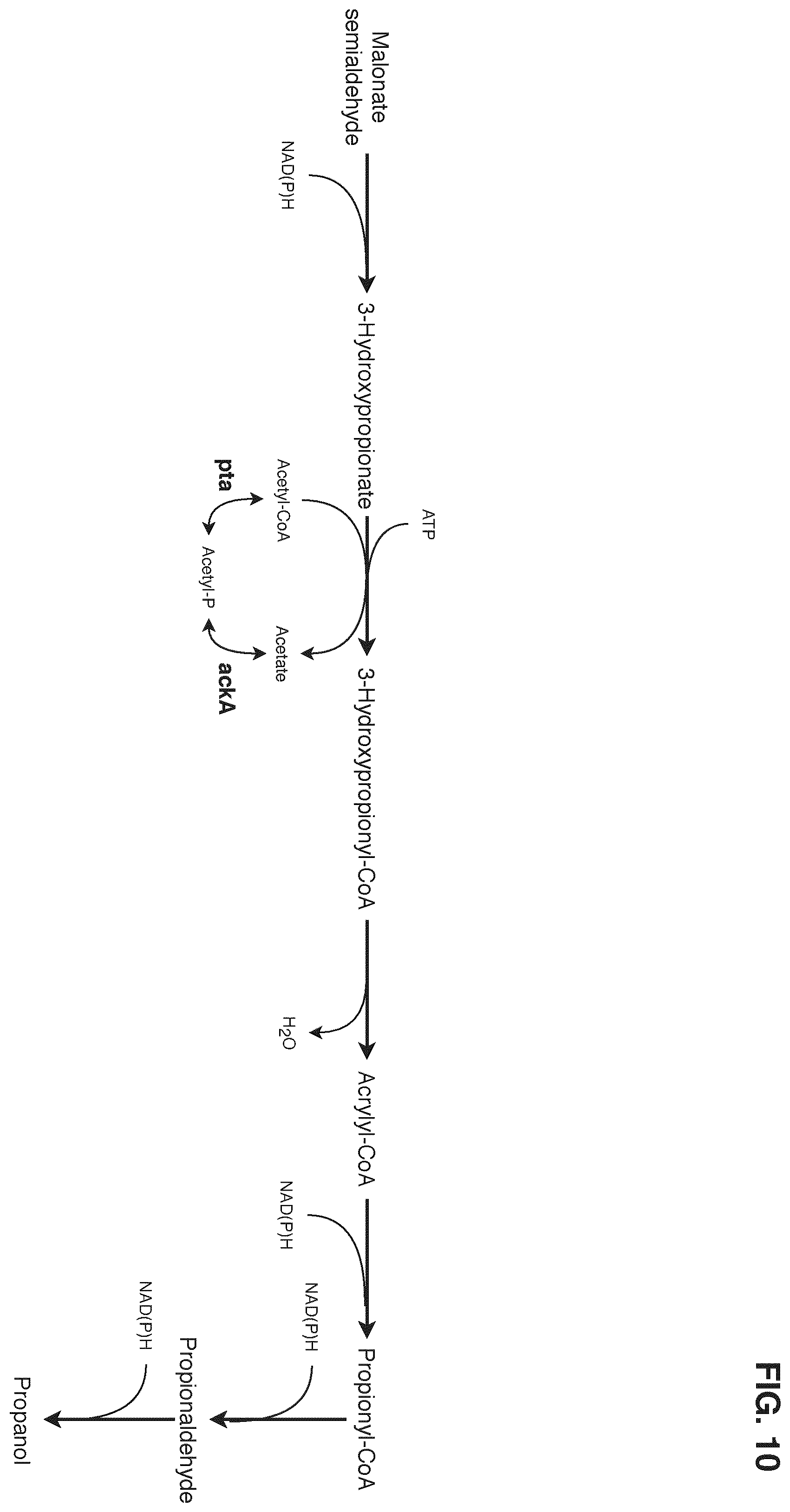 Patent US12378580 Figure 10 – Co-production pathway for 3-HPA and acetyl-CoA derivatives from malonate semialdehyde