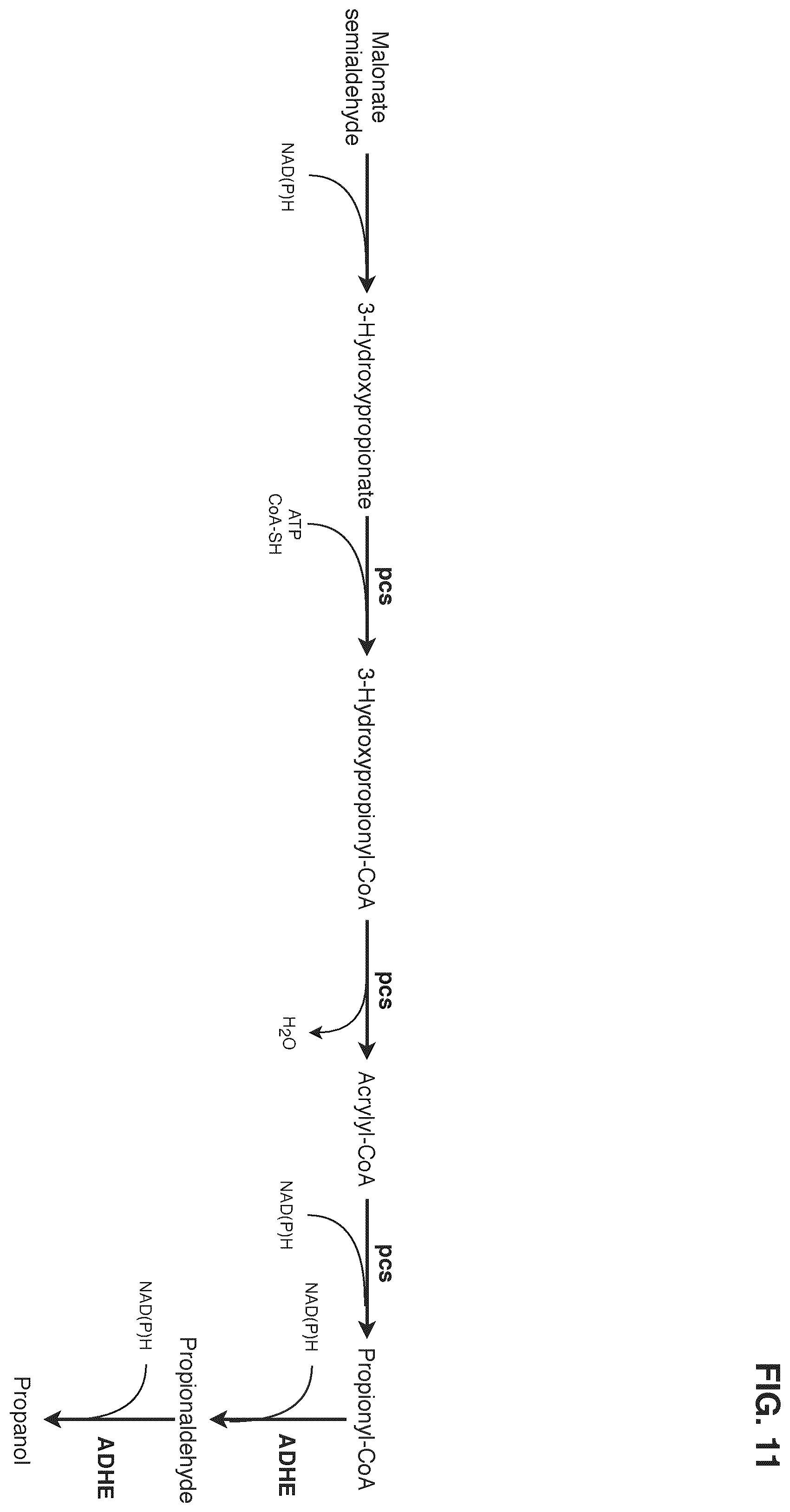 Patent US12378580 Figure 11 – Co-production pathway for 3-HPA and acetyl-CoA derivatives from malonate semialdehyde