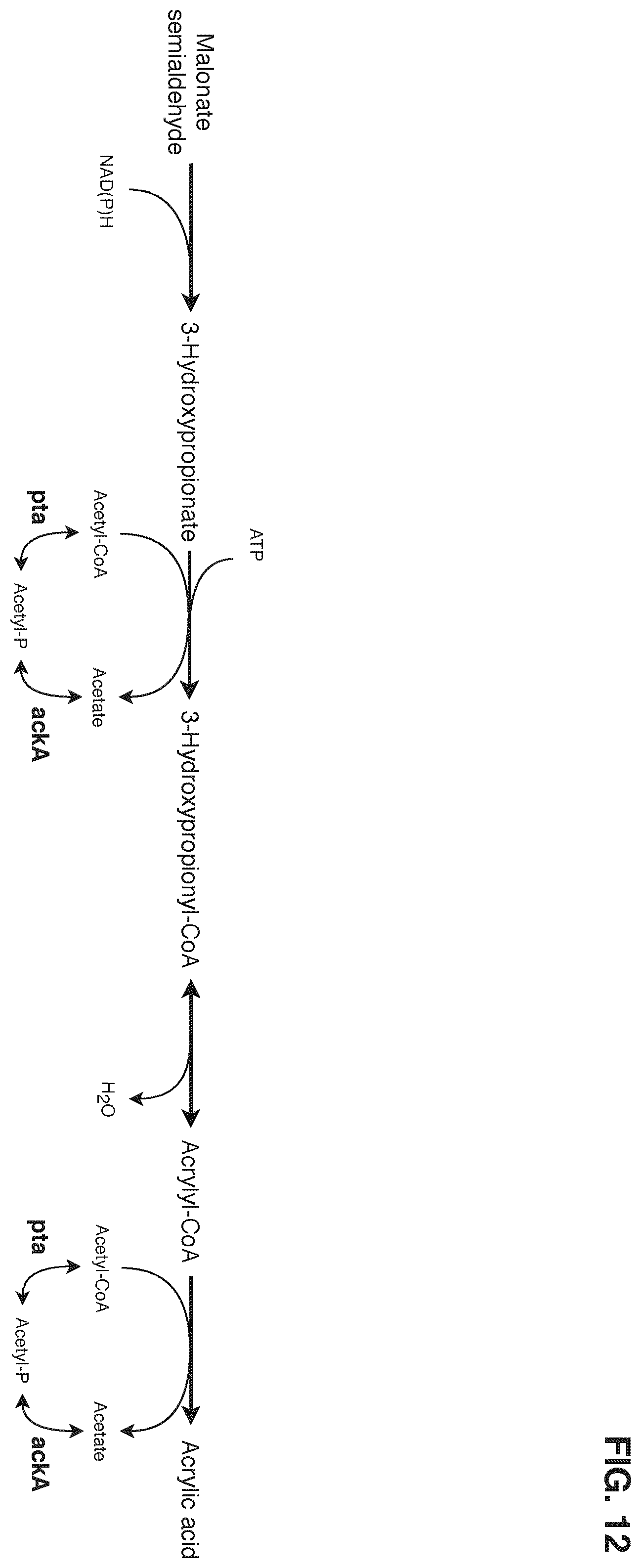 Patent US12378580 Figure 12 – Co-production pathway for 3-HPA and acetyl-CoA derivatives from malonate semialdehyde