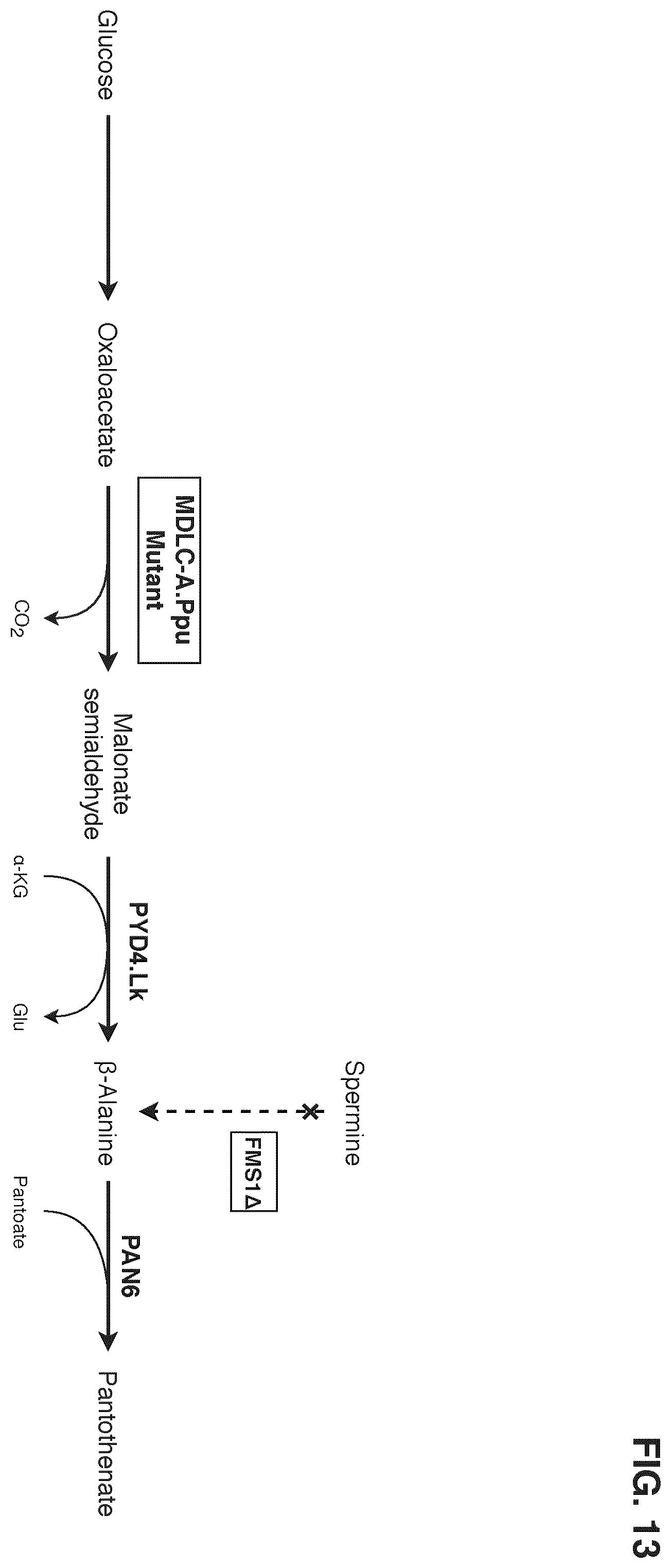 Patent US12378580 Figure 13 – Co-production pathway for 3-HPA and acetyl-CoA derivatives from malonate semialdehyde