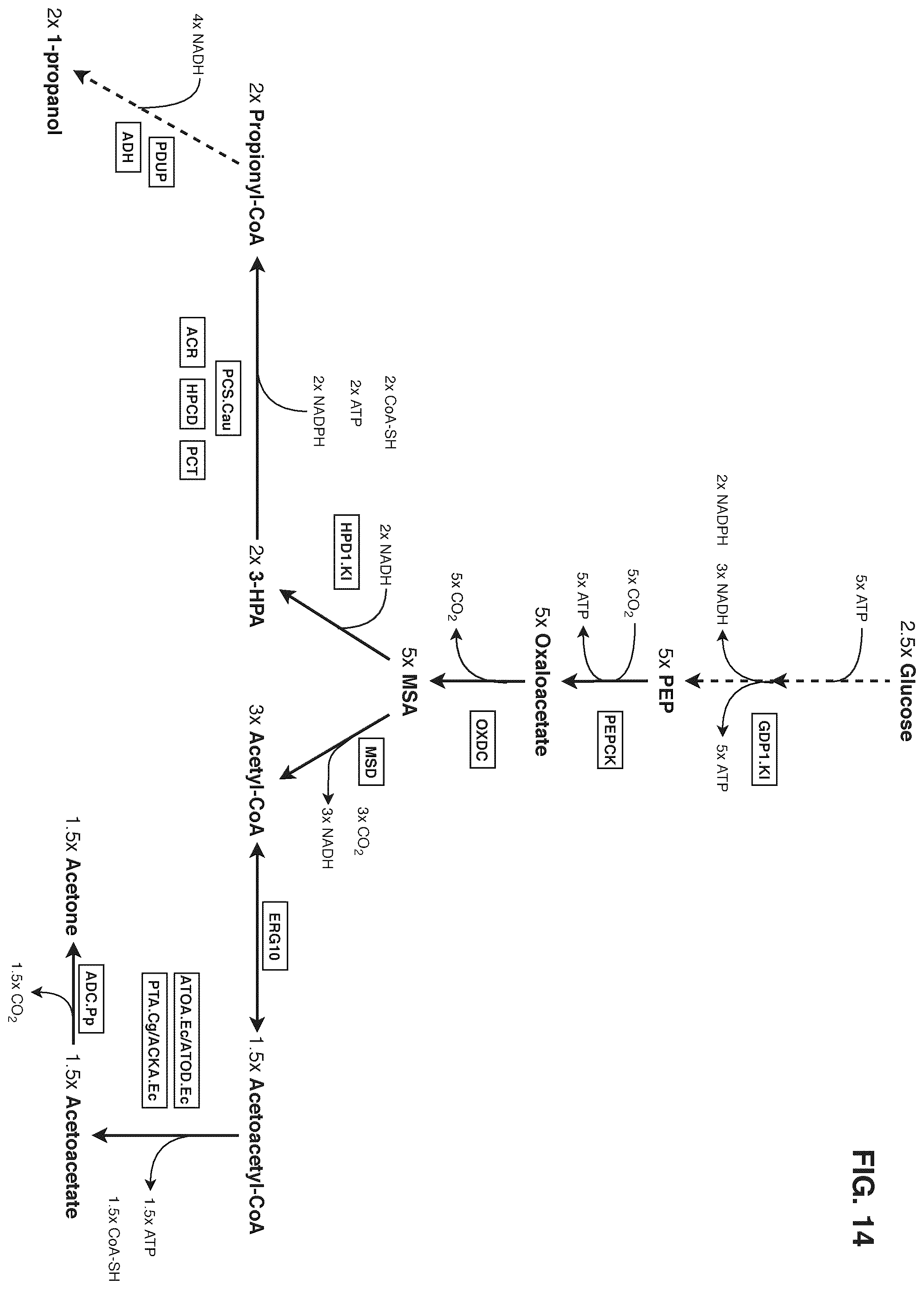 Patent US12378580 Figure 14 – Co-production pathway for 3-HPA and acetyl-CoA derivatives from malonate semialdehyde