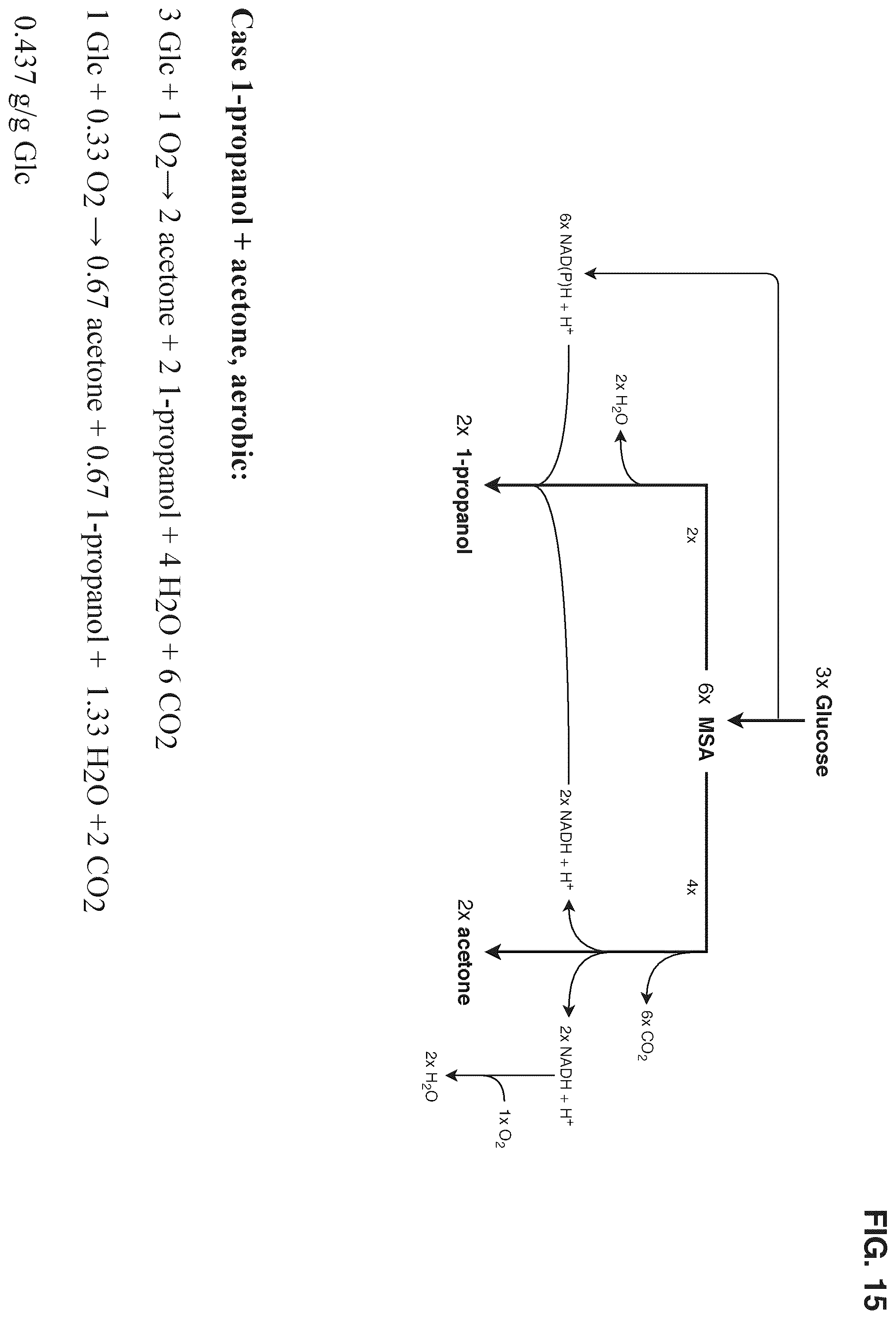 Patent US12378580 Figure 15 – Co-production pathway for 3-HPA and acetyl-CoA derivatives from malonate semialdehyde