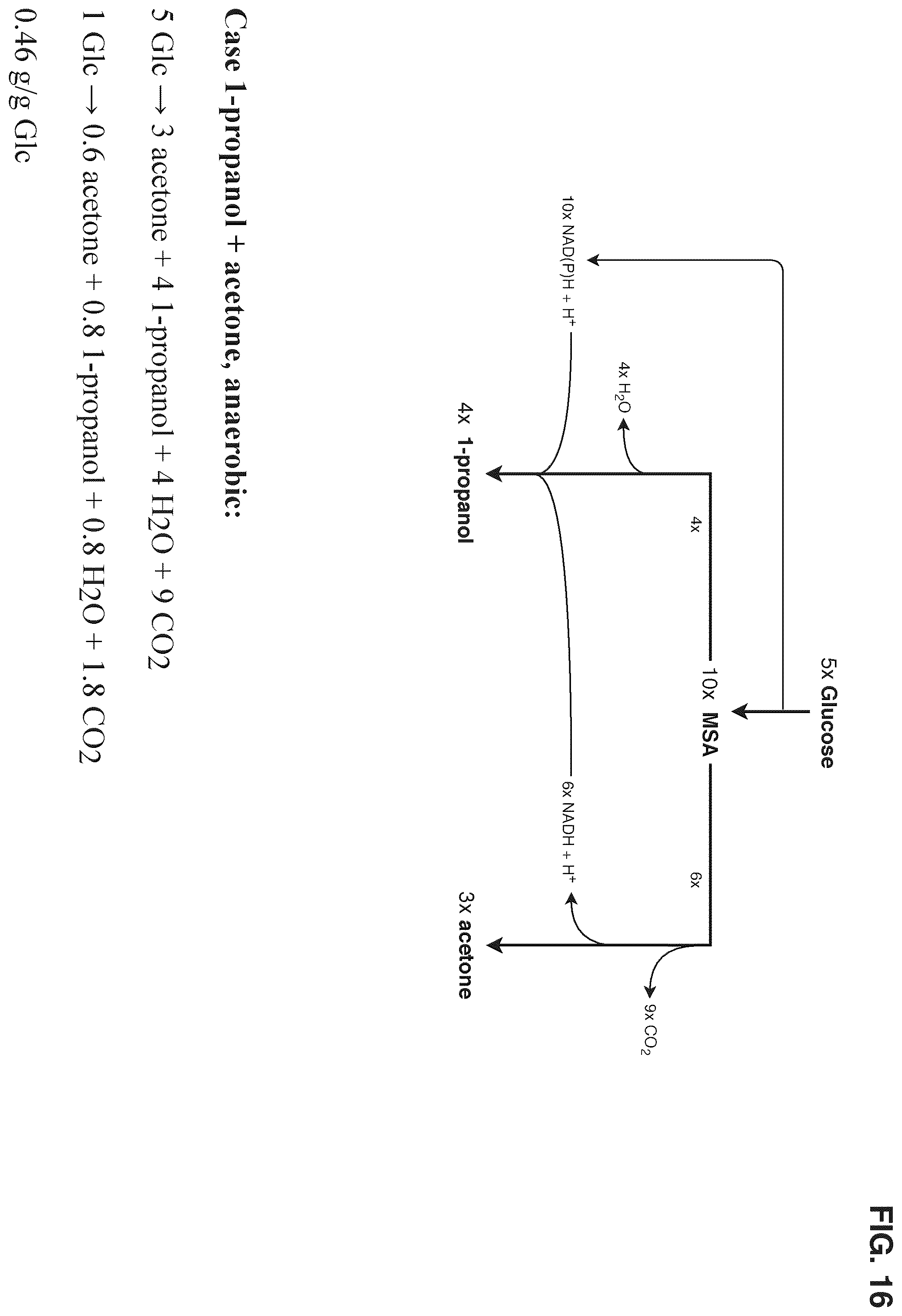Patent US12378580 Figure 16 – Co-production pathway for 3-HPA and acetyl-CoA derivatives from malonate semialdehyde