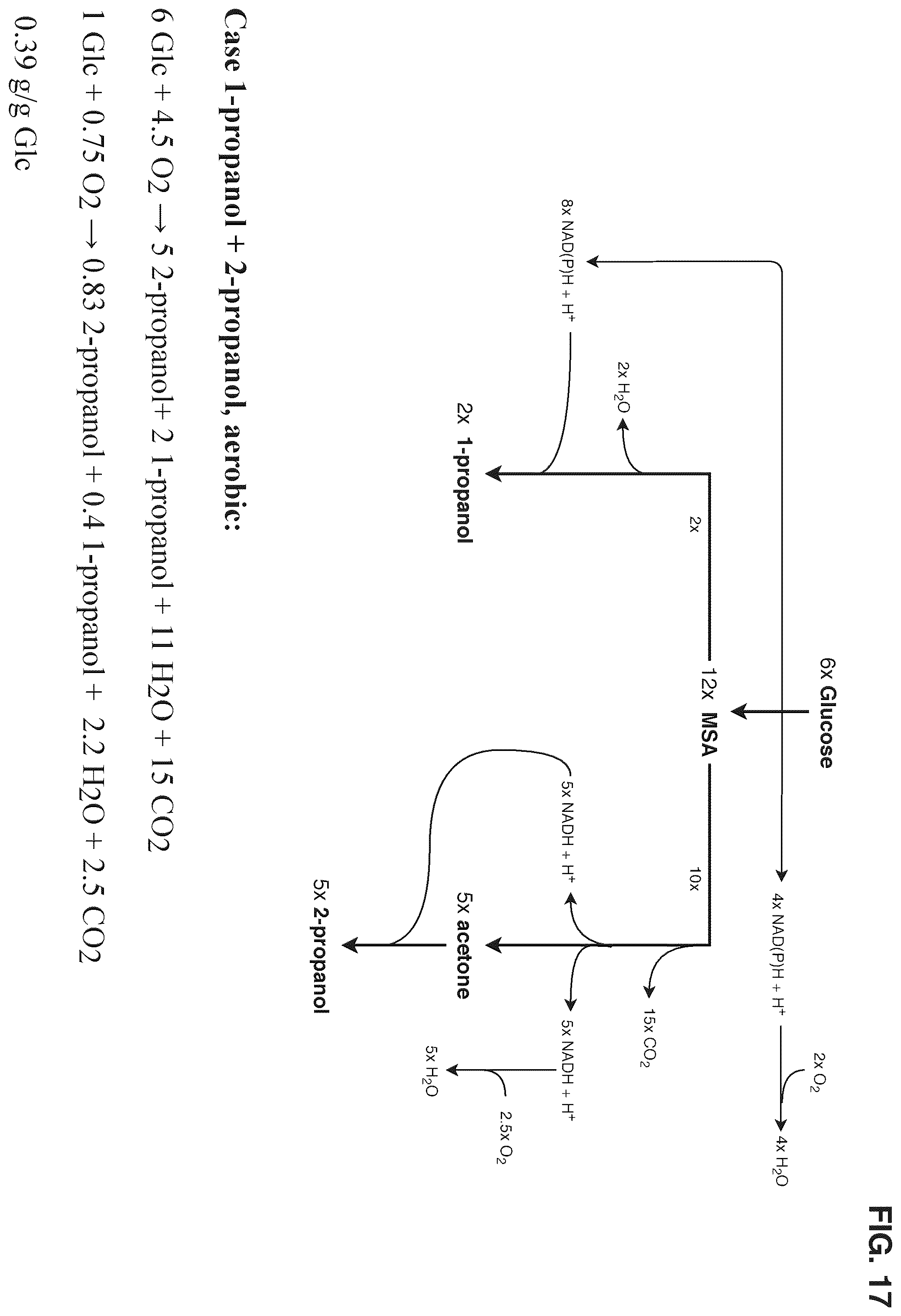 Patent US12378580 Figure 17 – Co-production pathway for 3-HPA and acetyl-CoA derivatives from malonate semialdehyde