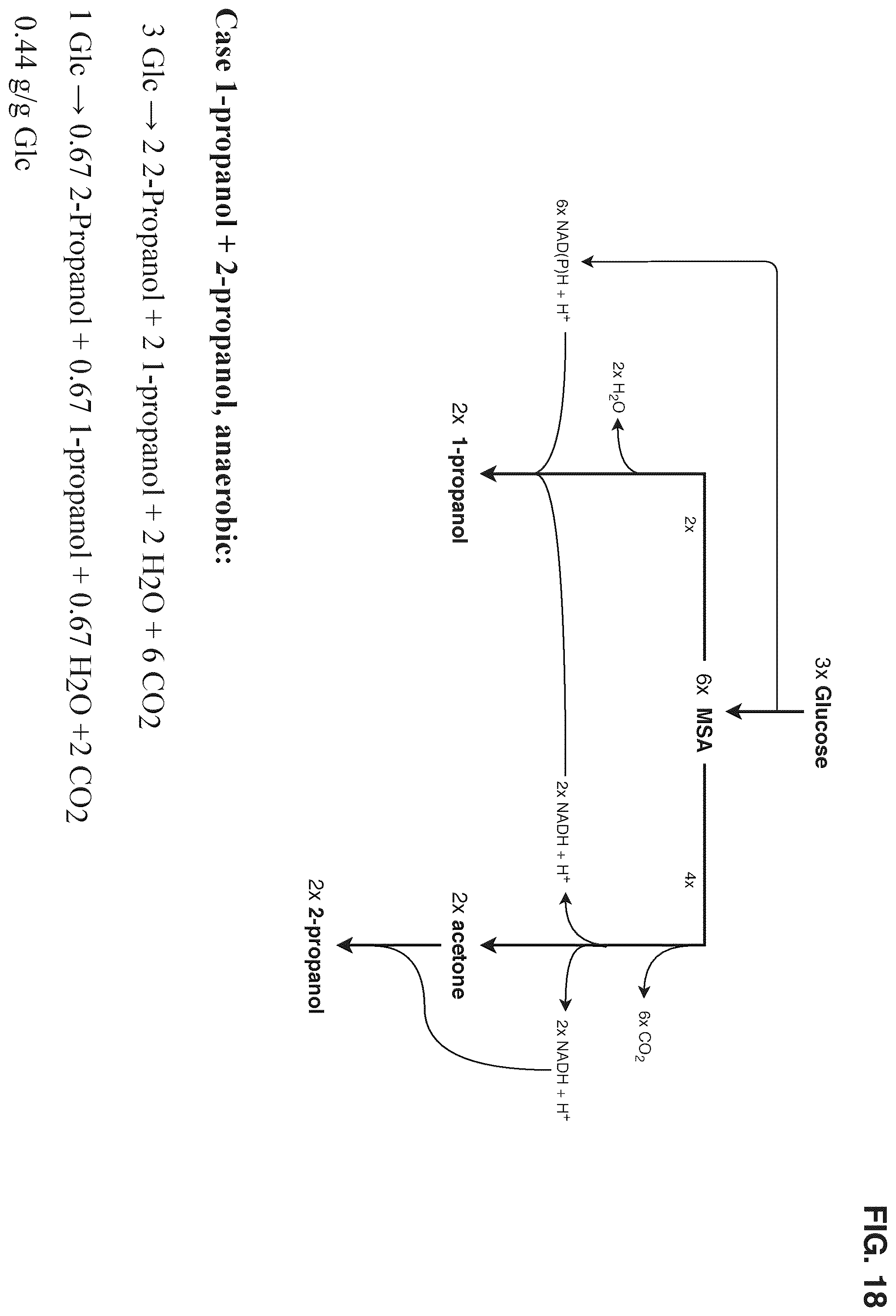 Patent US12378580 Figure 18 – Co-production pathway for 3-HPA and acetyl-CoA derivatives from malonate semialdehyde