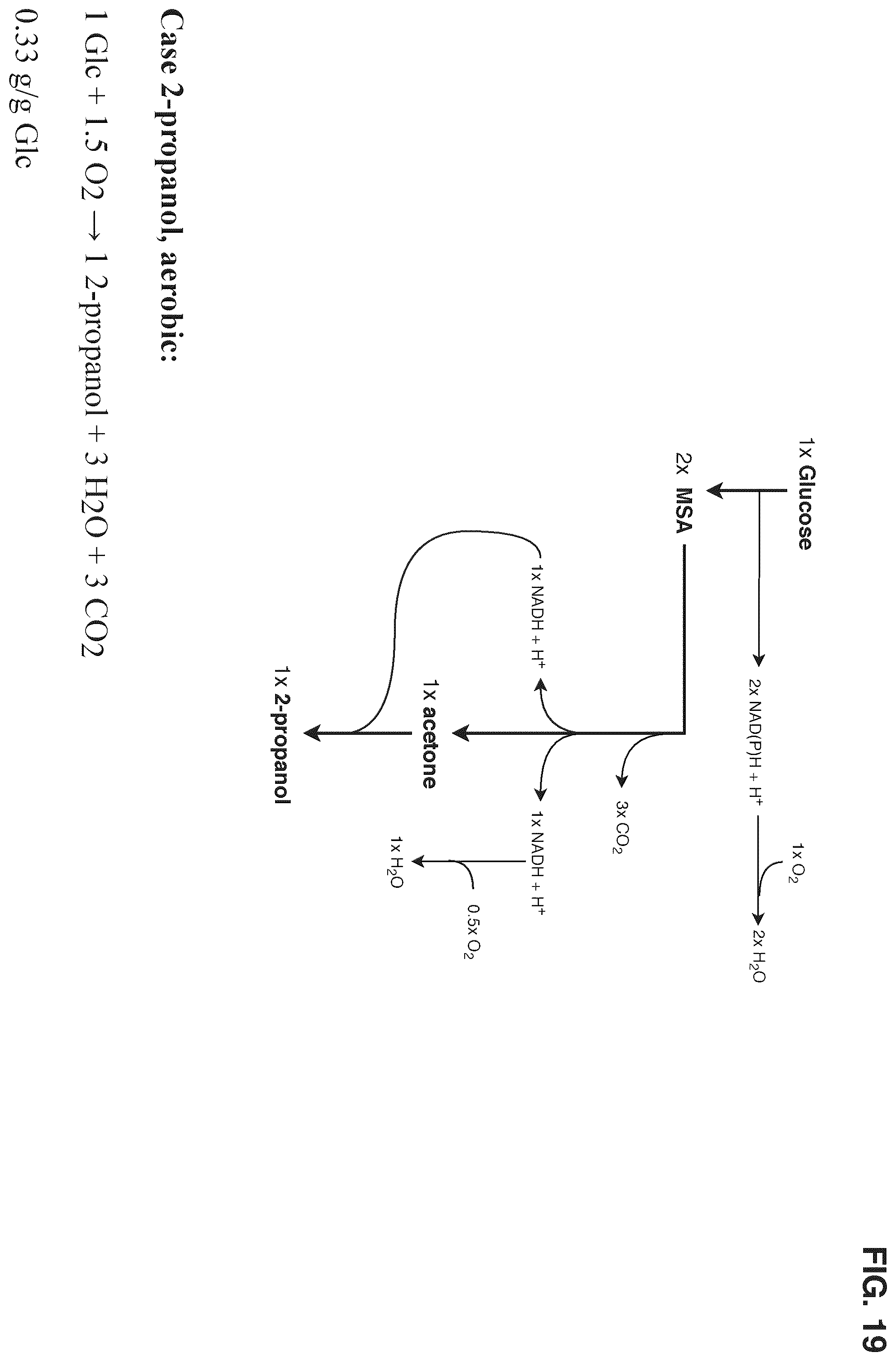 Patent US12378580 Figure 19 – Co-production pathway for 3-HPA and acetyl-CoA derivatives from malonate semialdehyde