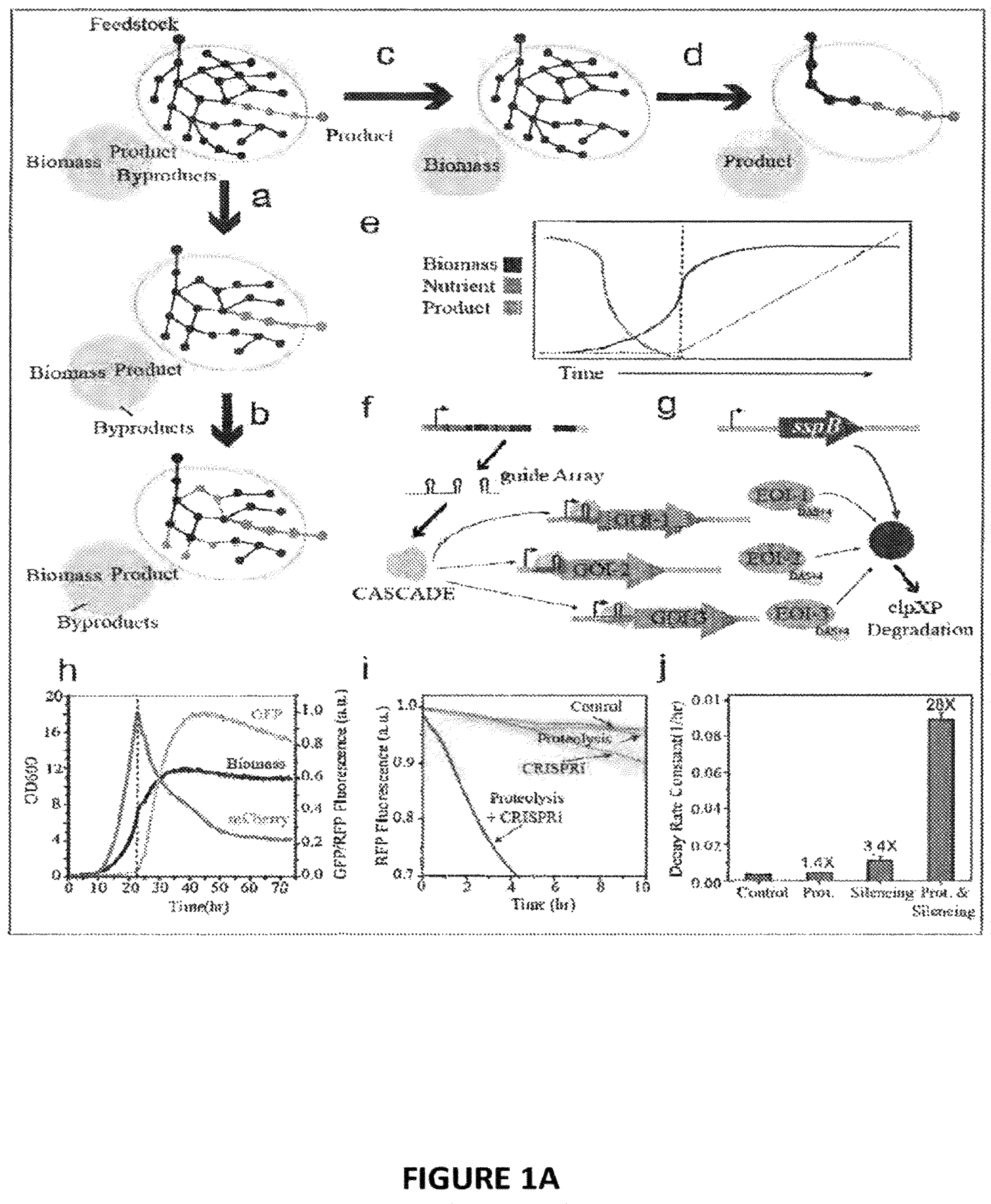 Patent US12378581 Figure 1 – Compositions and methods for metabolic control of a biofermentation process with synthetic metabolic valves