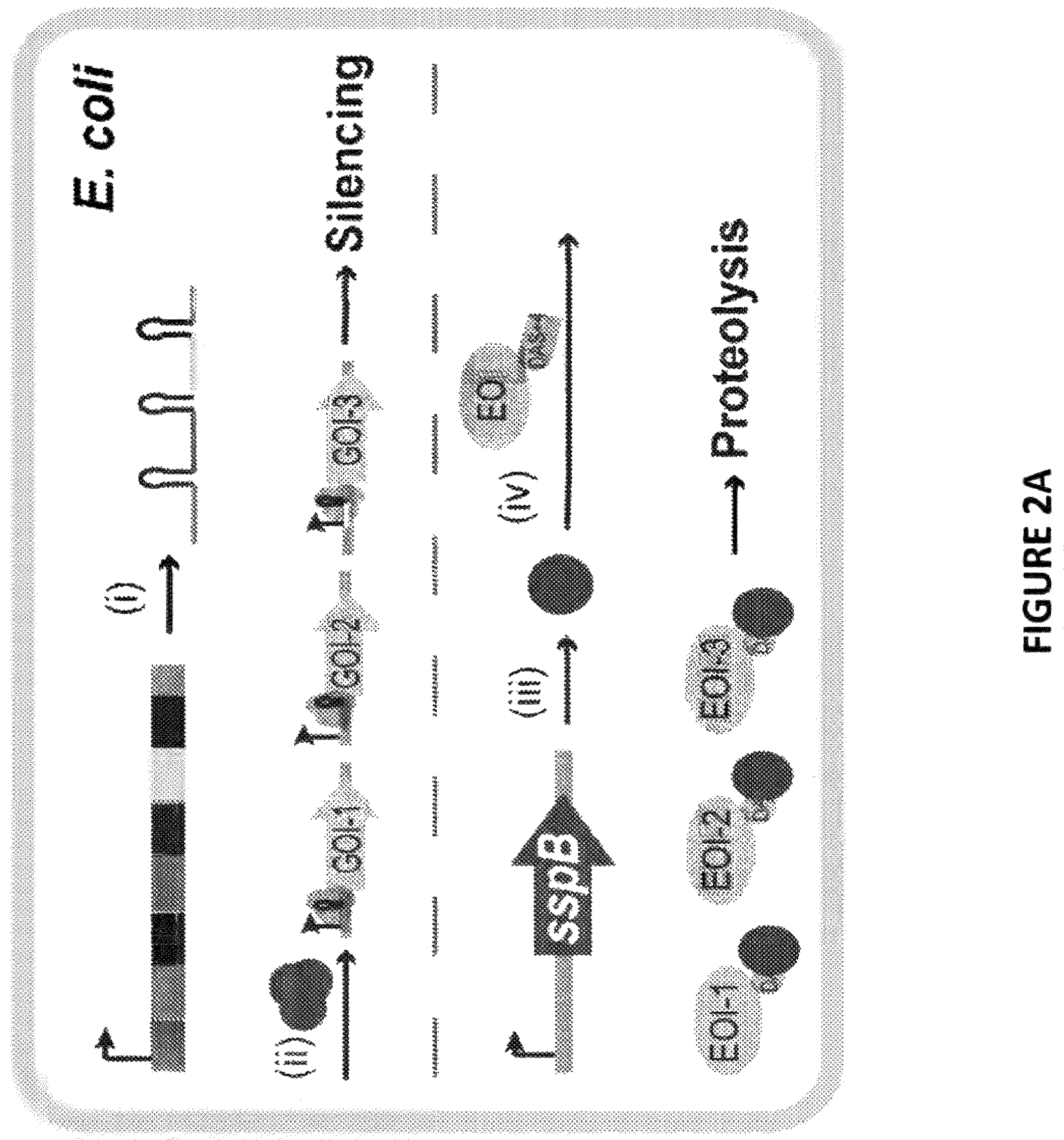 Patent US12378581 Figure 3 – Compositions and methods for metabolic control of a biofermentation process with synthetic metabolic valves