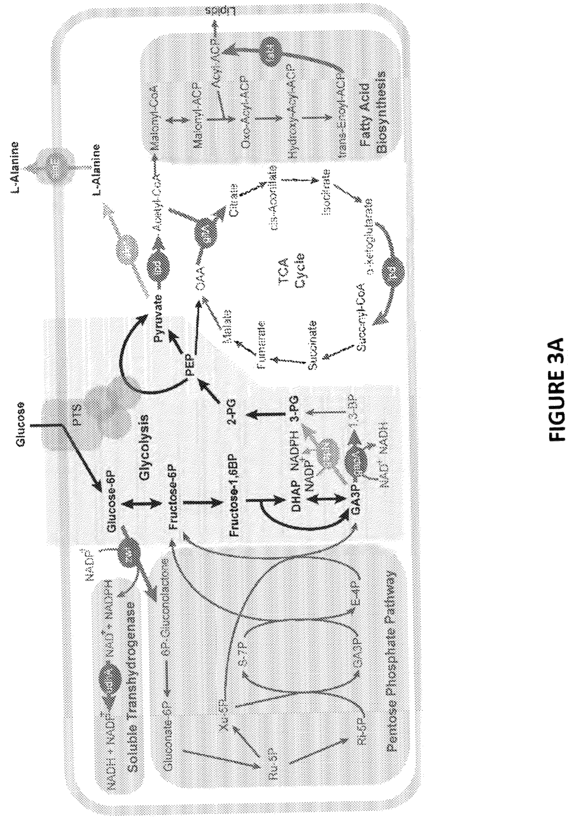 Patent US12378581 Figure 7 – Compositions and methods for metabolic control of a biofermentation process with synthetic metabolic valves