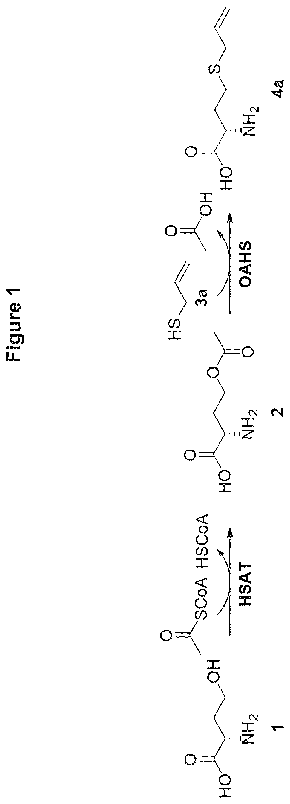 Patent US12378584 Figure 1 – Methionine analogue synthesis