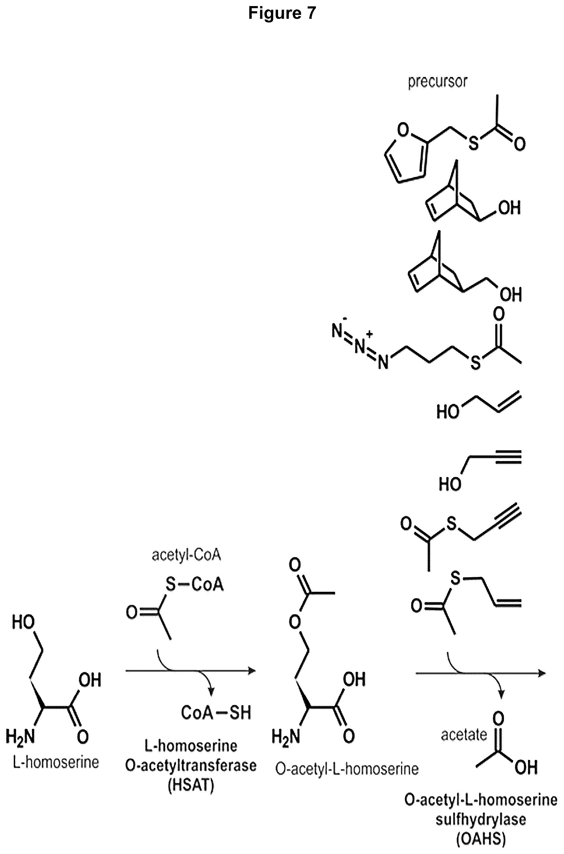 Patent US12378584 Figure 12 – Methionine analogue synthesis
