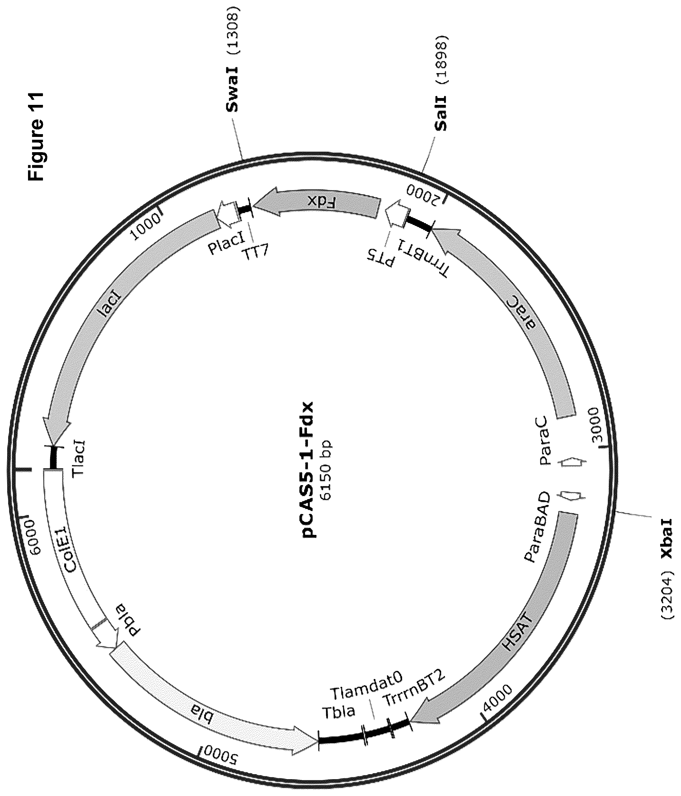 Patent US12378584 Figure 17 – Methionine analogue synthesis