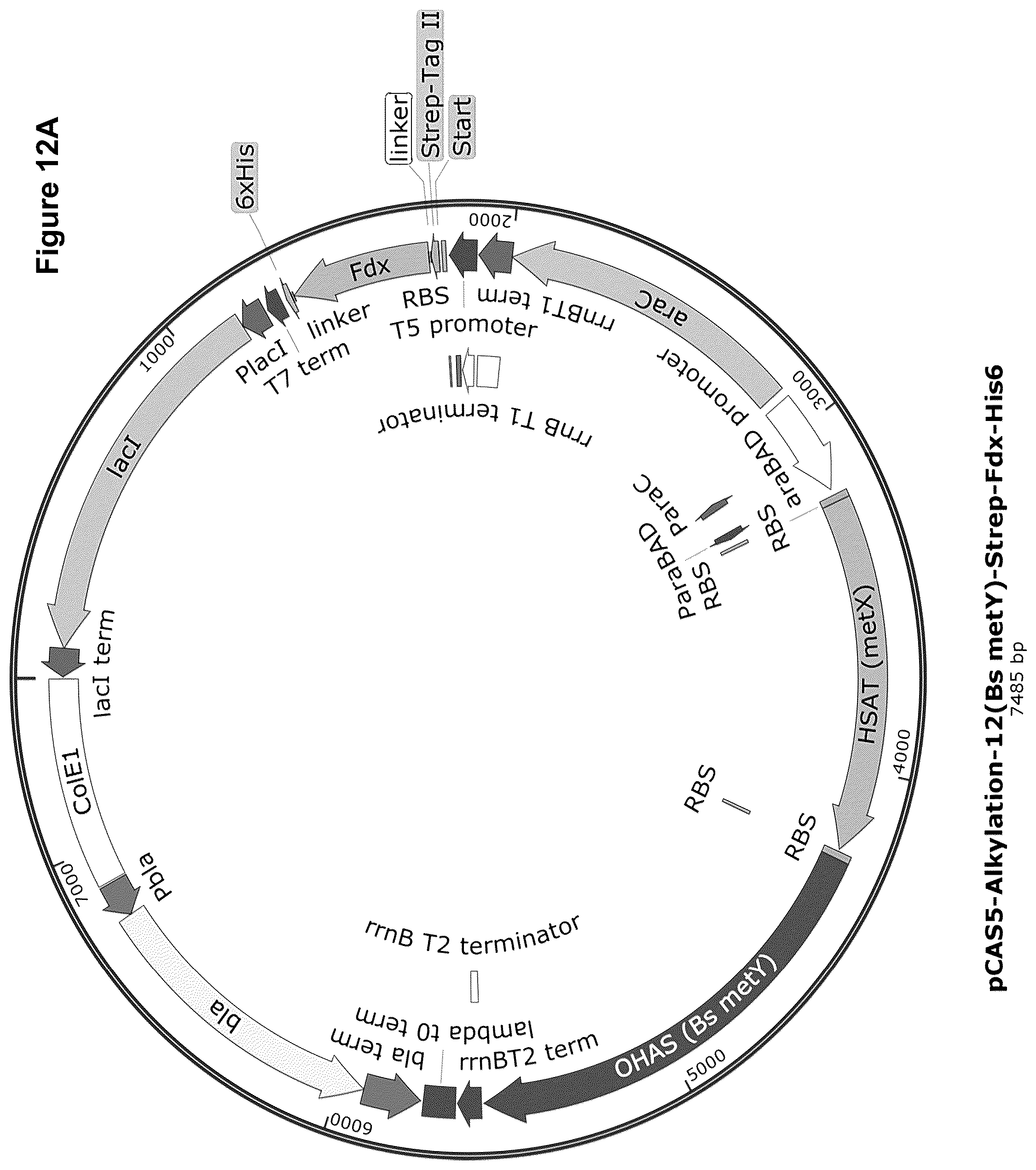 Patent US12378584 Figure 18 – Methionine analogue synthesis