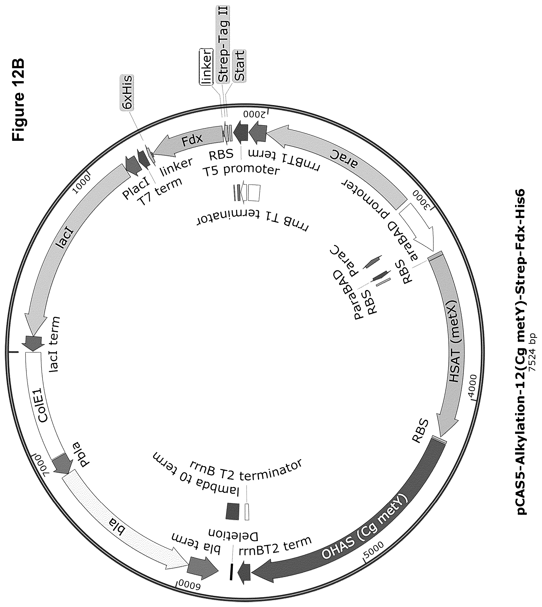 Patent US12378584 Figure 19 – Methionine analogue synthesis
