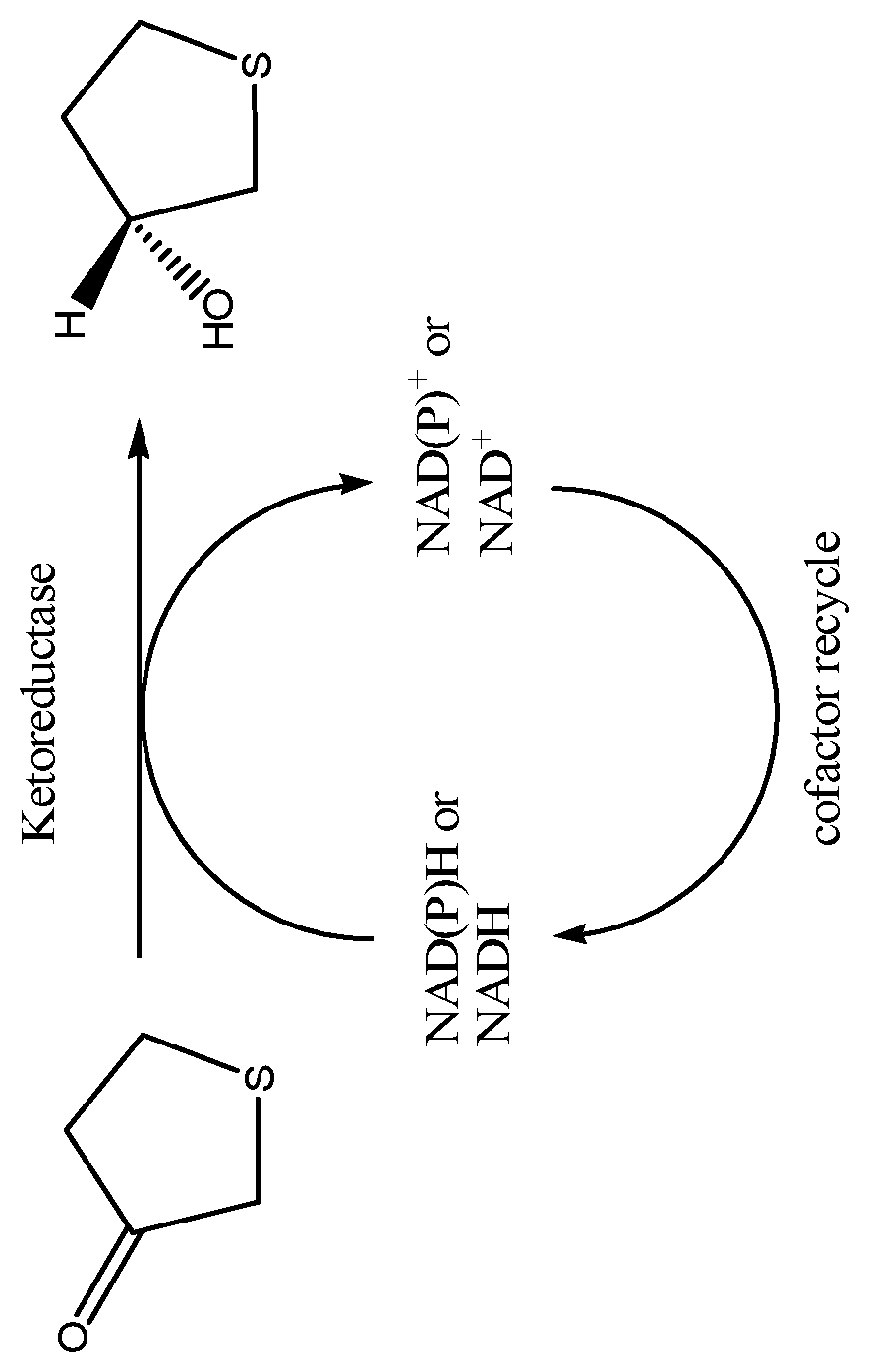 Patent US12378585 Figure 1 – Ketoreductase polypeptides for the production of (R)-3-hydroxythiolane