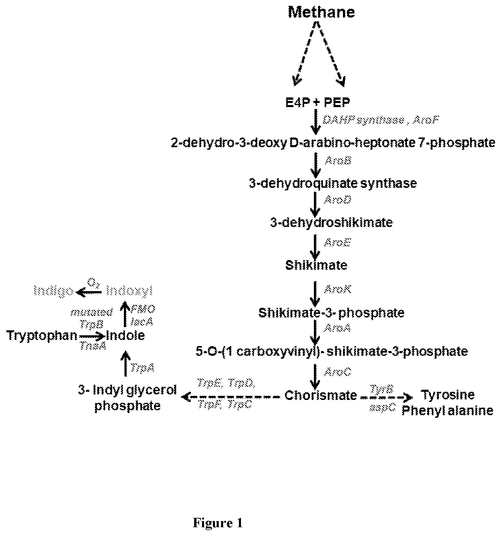 Patent US12378587 — Recombinant methanotrophic bacteria for indigo biosynthesis and methods thereof — Figure 1