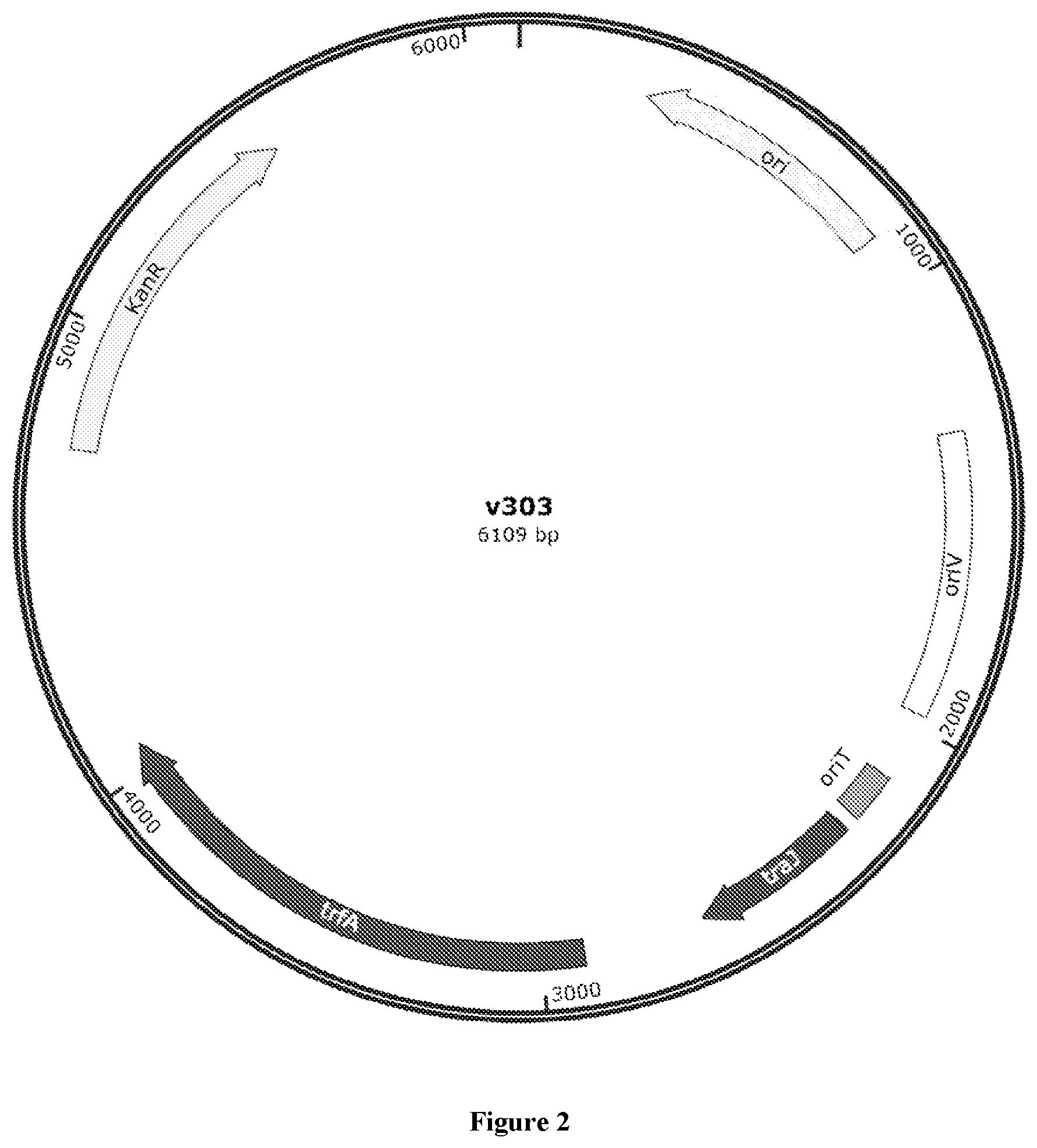 Patent US12378587 Figure 2 – Recombinant methanotrophic bacteria for indigo biosynthesis and methods thereof