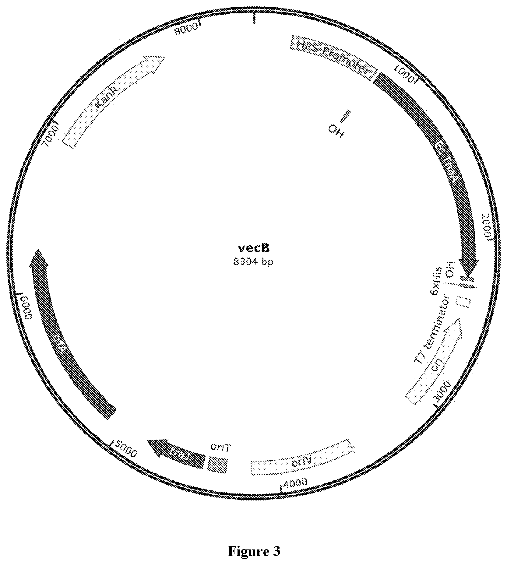 Patent US12378587 Figure 3 – Recombinant methanotrophic bacteria for indigo biosynthesis and methods thereof