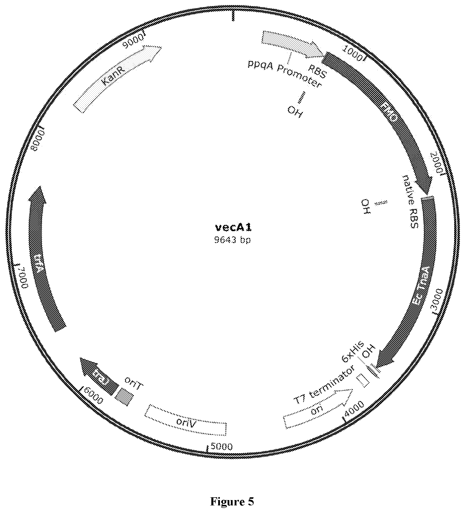 Patent US12378587 Figure 5 – Recombinant methanotrophic bacteria for indigo biosynthesis and methods thereof