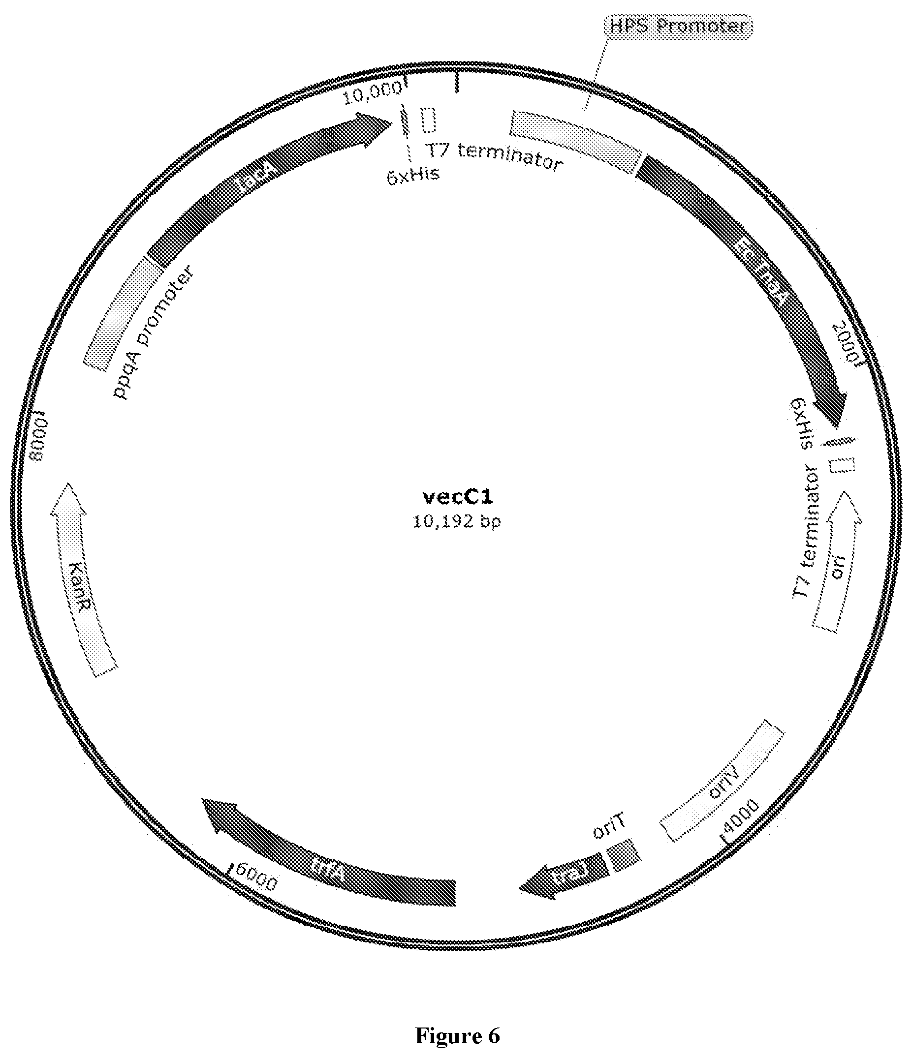 Patent US12378587 Figure 6 – Recombinant methanotrophic bacteria for indigo biosynthesis and methods thereof