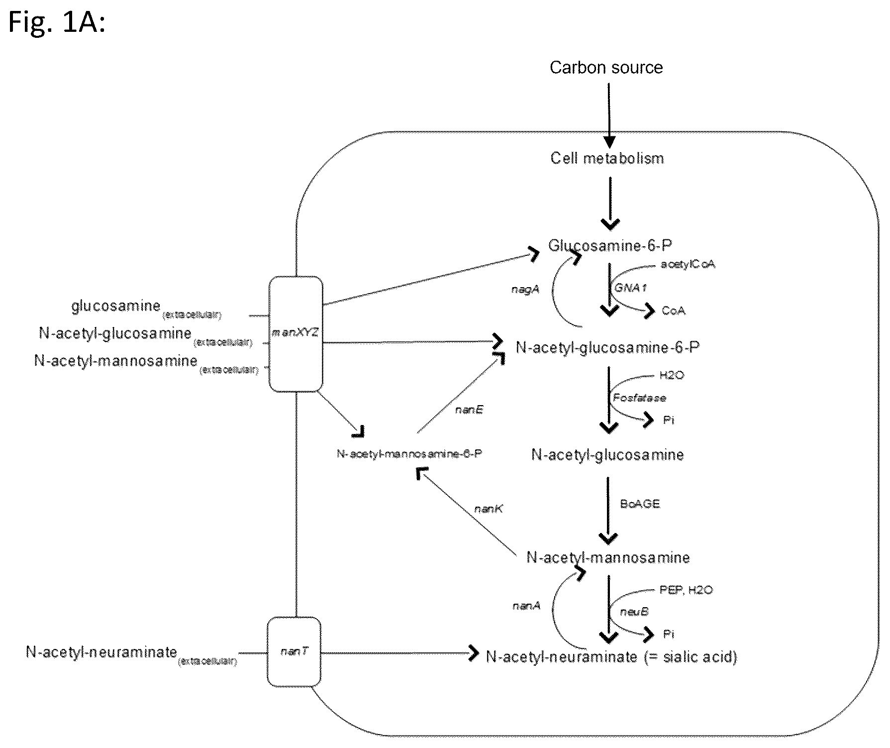 Patent US12378589 — In vivo synthesis of sialylated compounds — Figure 1
