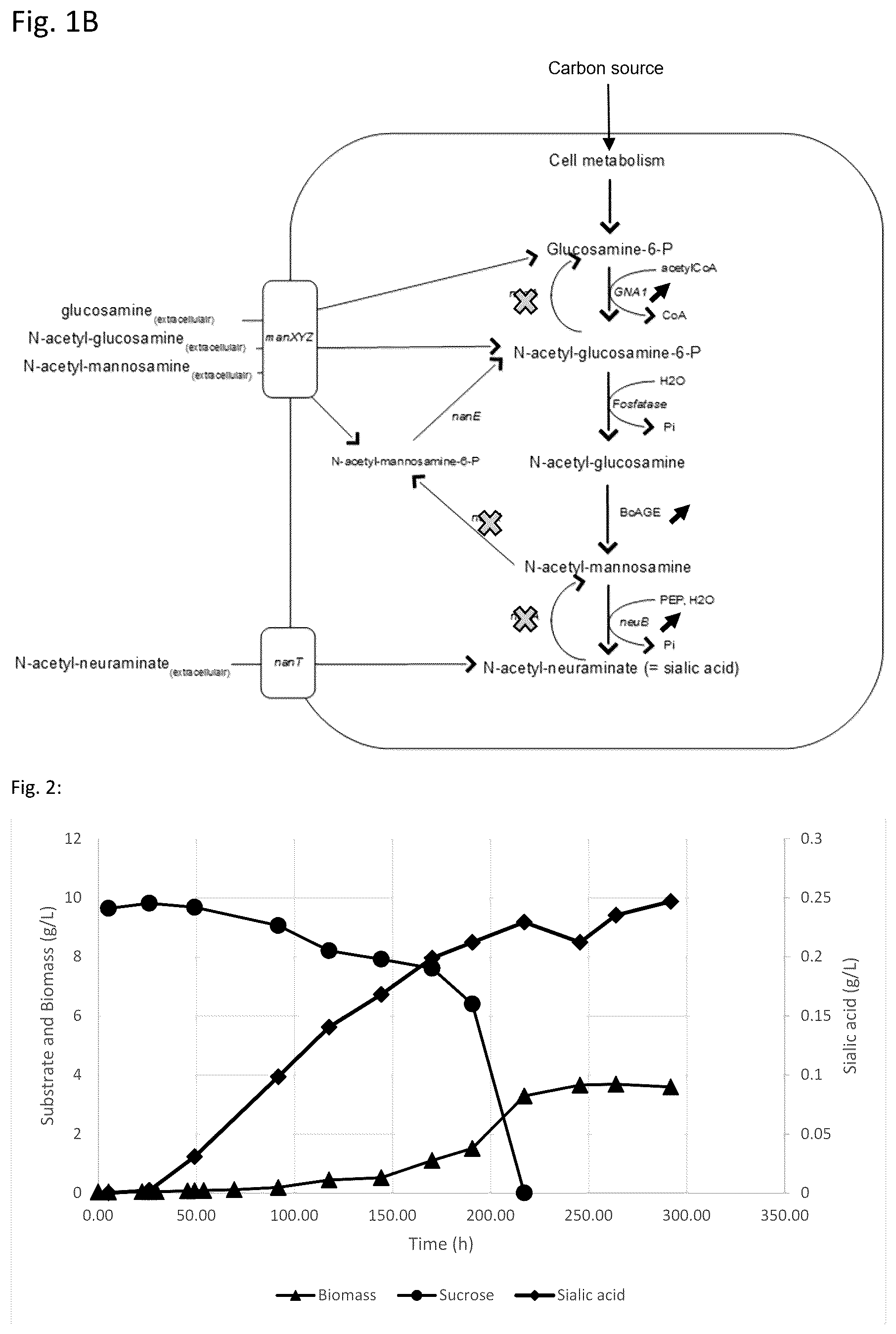 Patent US12378589 Figure 2 – In vivo synthesis of sialylated compounds