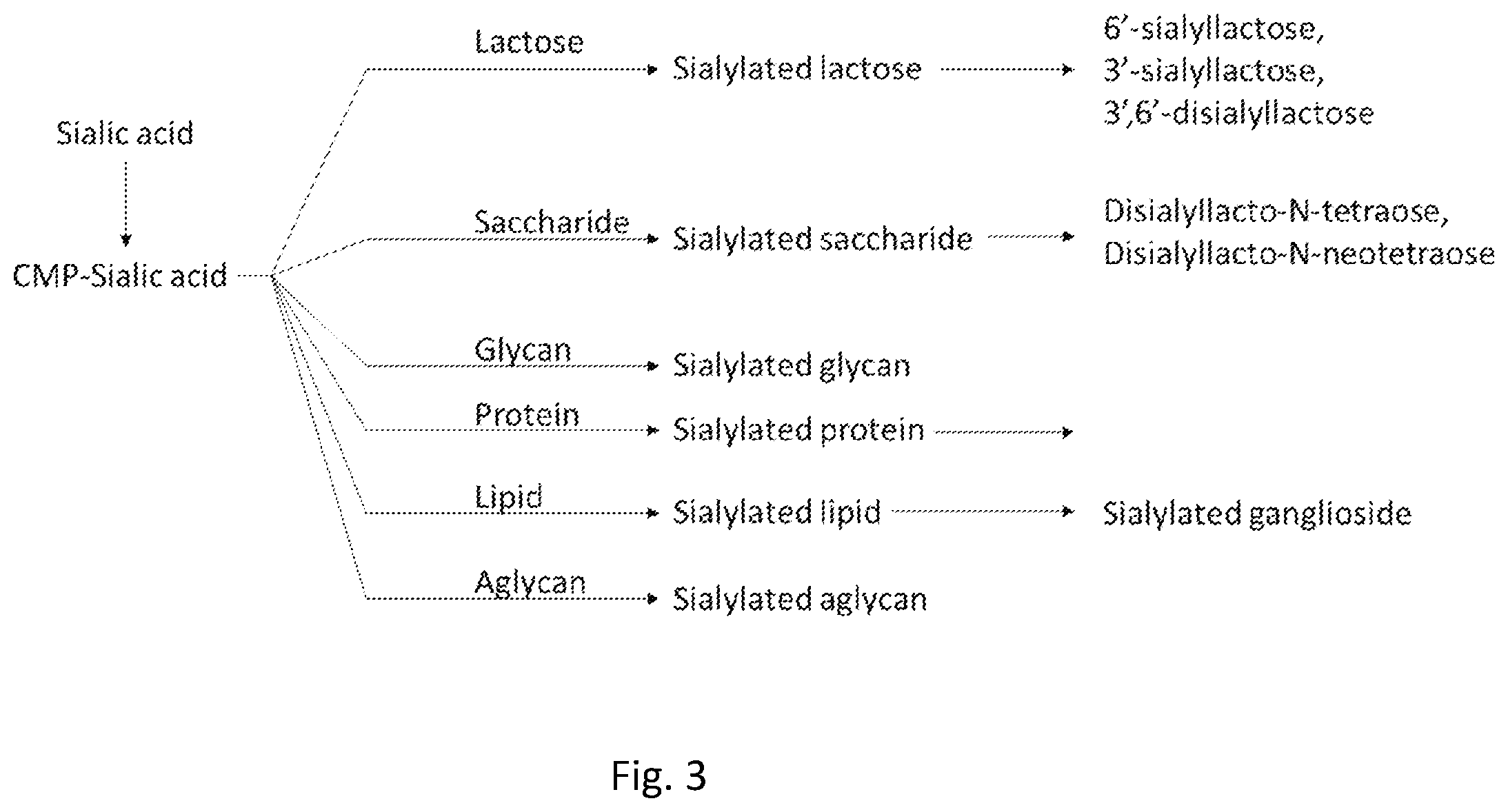 Patent US12378589 Figure 3 – In vivo synthesis of sialylated compounds