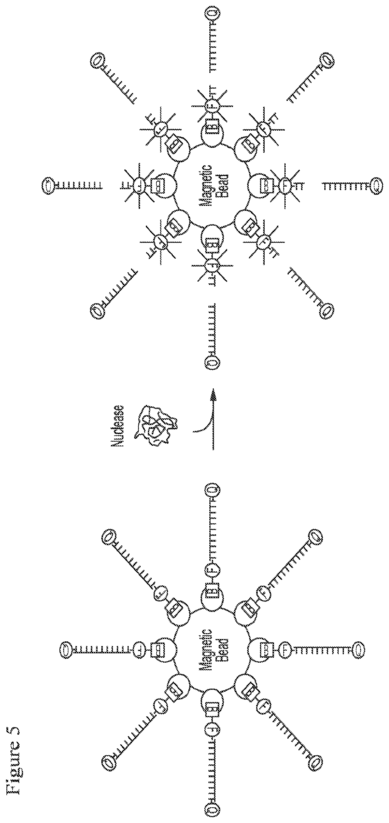 Patent US12378591 Figure 4 – Digital nuclease detection compositions and methods