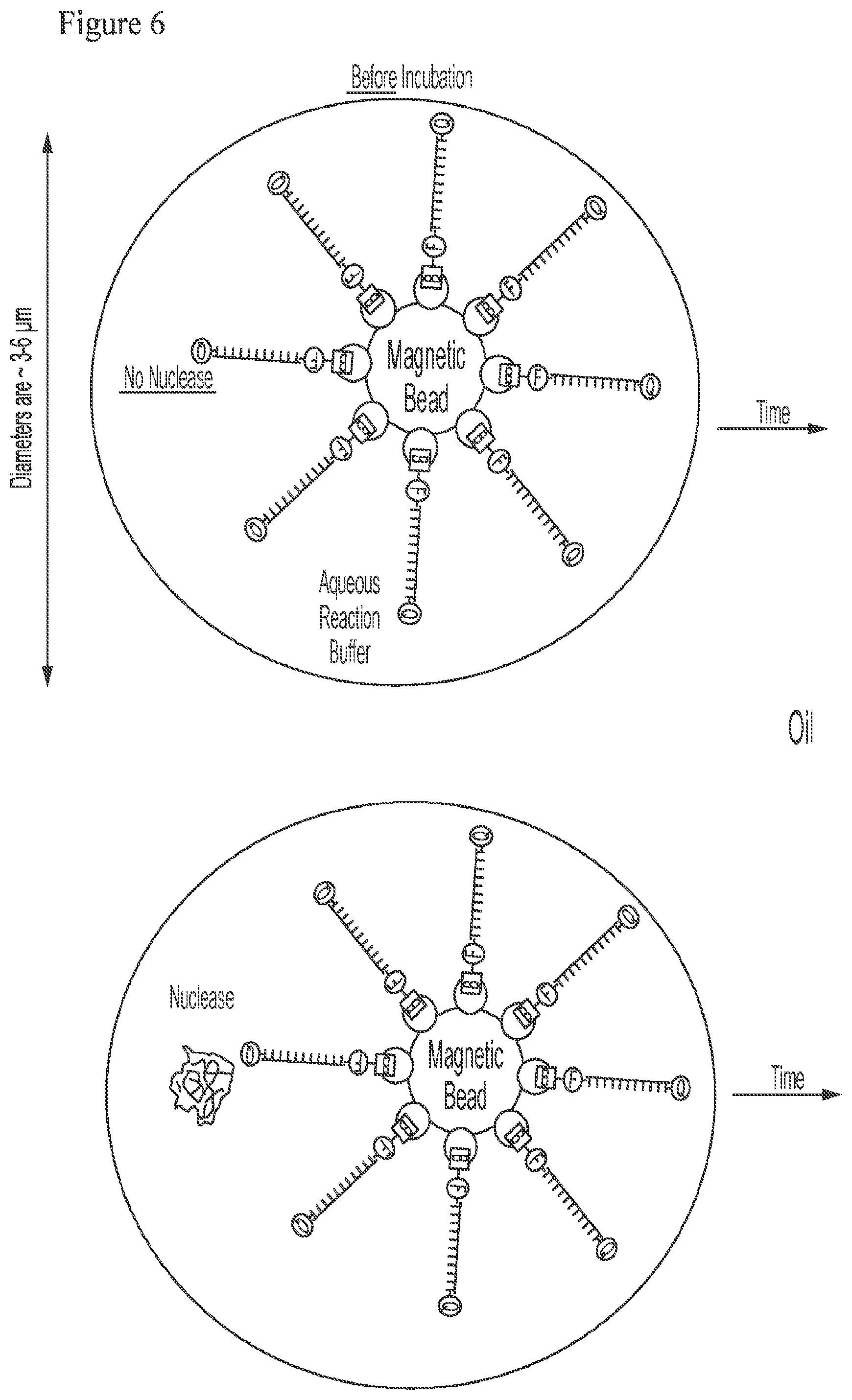 Patent US12378591 Figure 5 – Digital nuclease detection compositions and methods