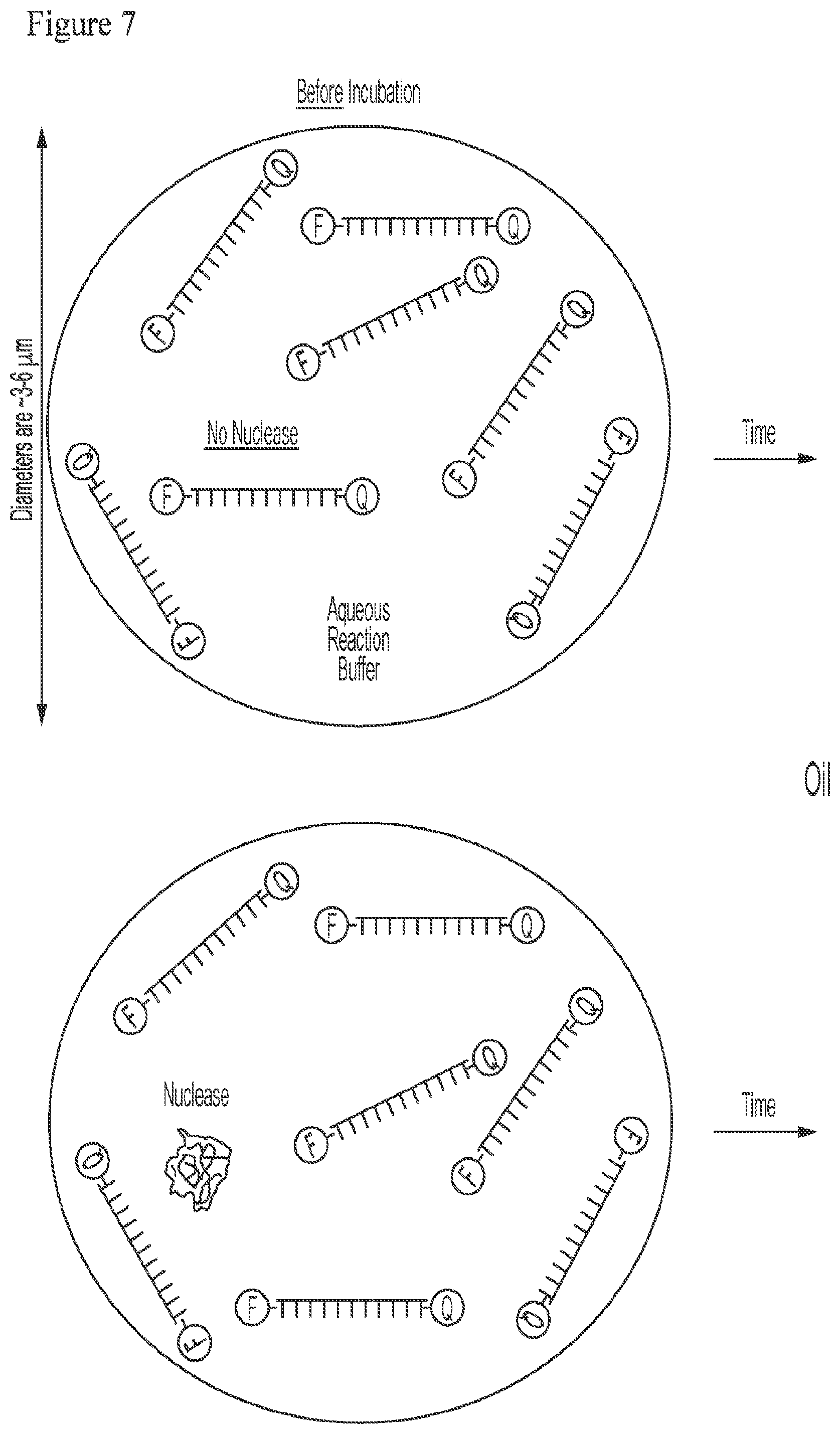 Patent US12378591 Figure 7 – Digital nuclease detection compositions and methods
