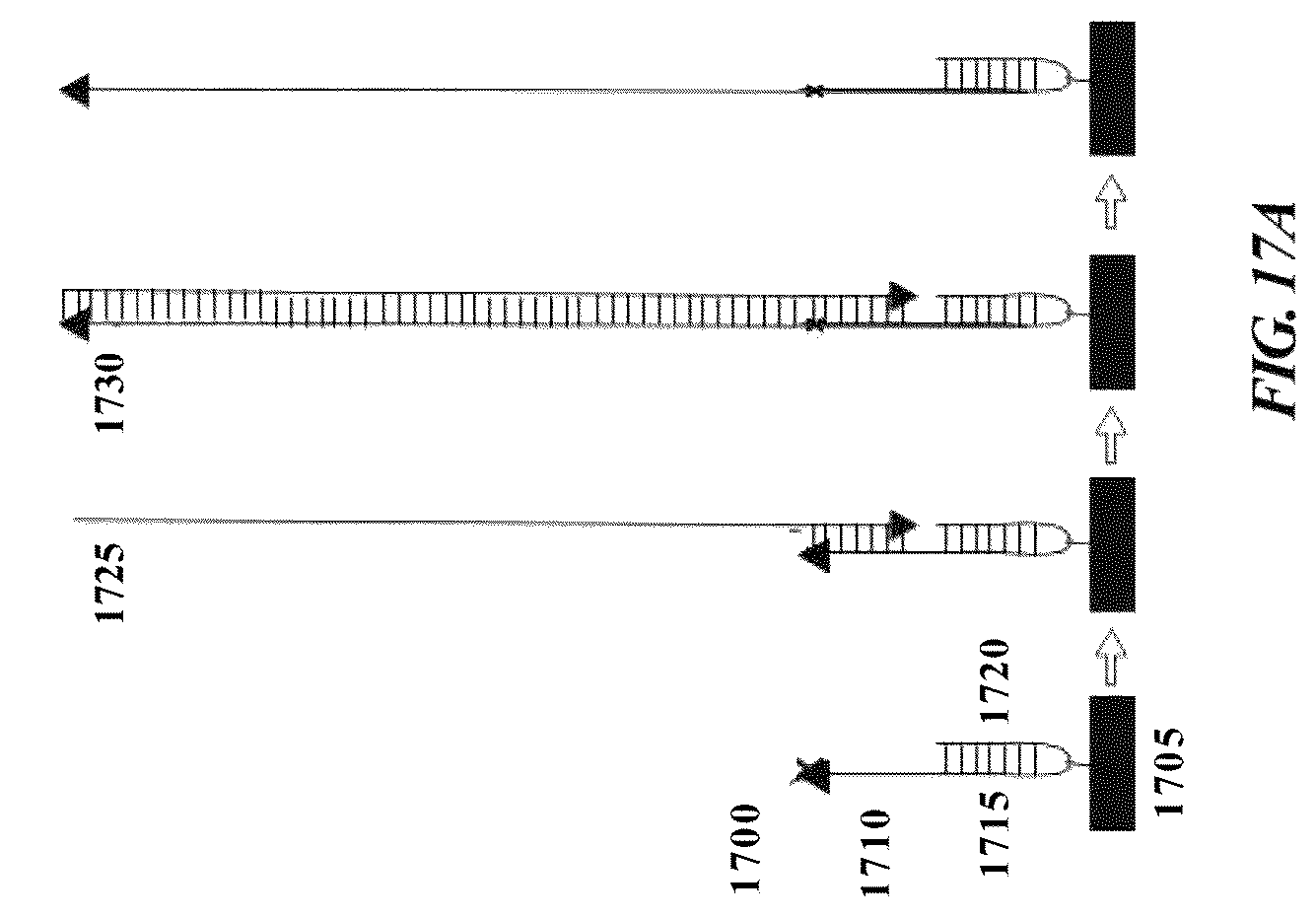Patent US12378593 Figure 18 – Nucleic acid clonal amplification and sequencing methods, systems, and kits