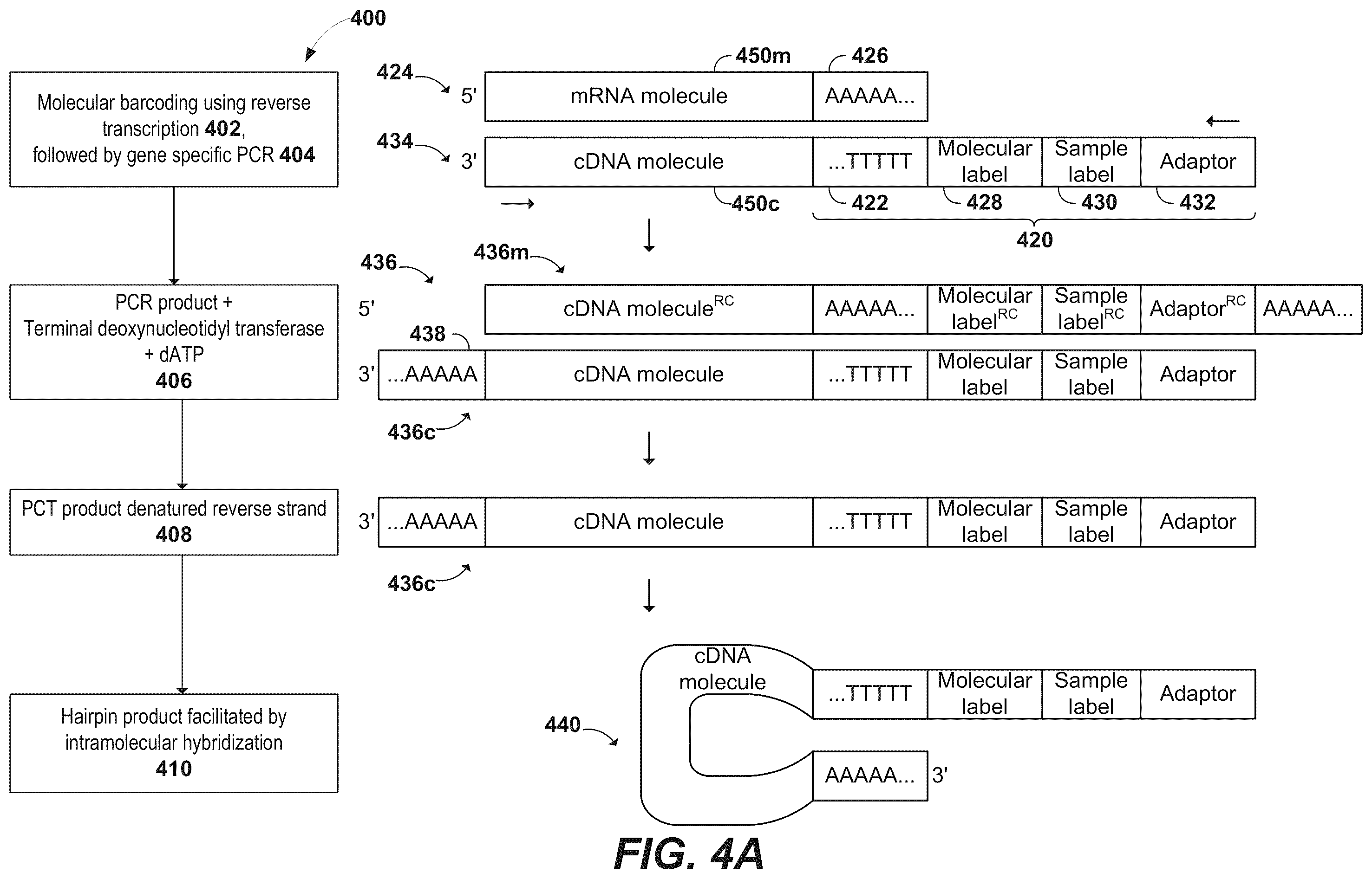 Patent US12378594 Figure 4 – Primers for immune repertoire profiling