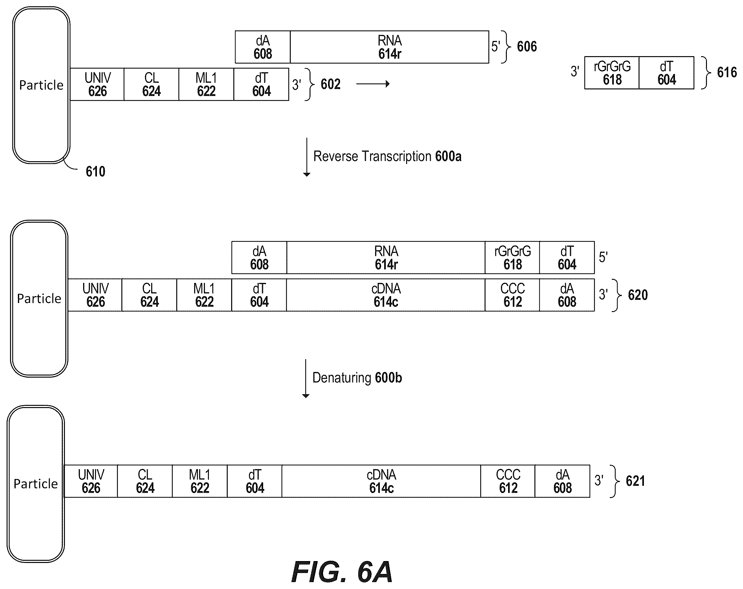 Patent US12378594 Figure 8 – Primers for immune repertoire profiling