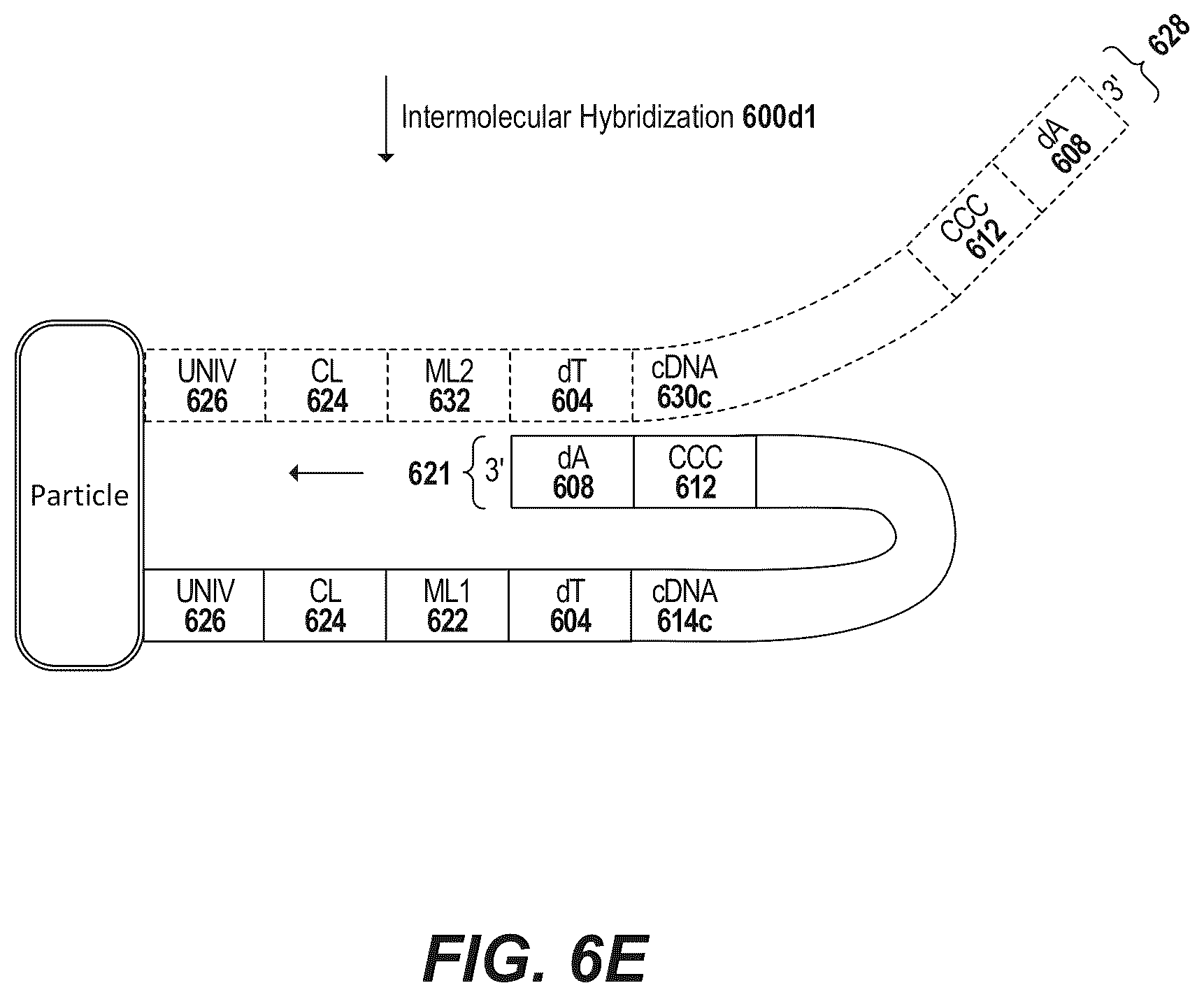 Patent US12378594 Figure 12 – Primers for immune repertoire profiling